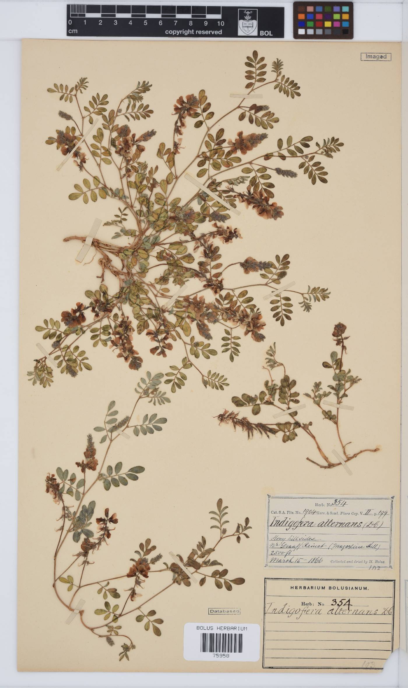 Indigofera alternans image