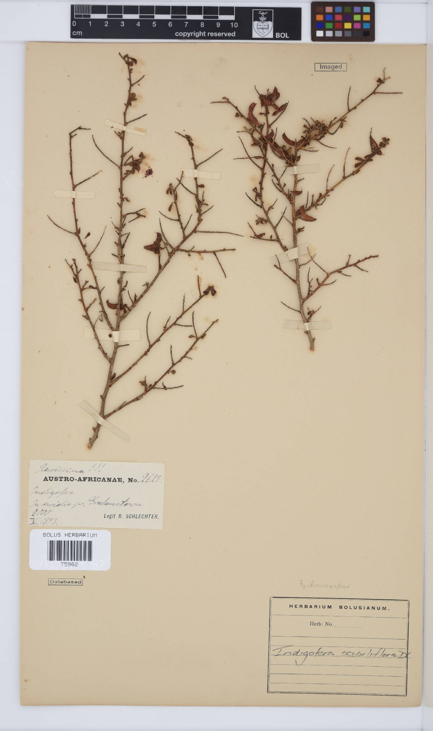 Indigofera sessilifolia image