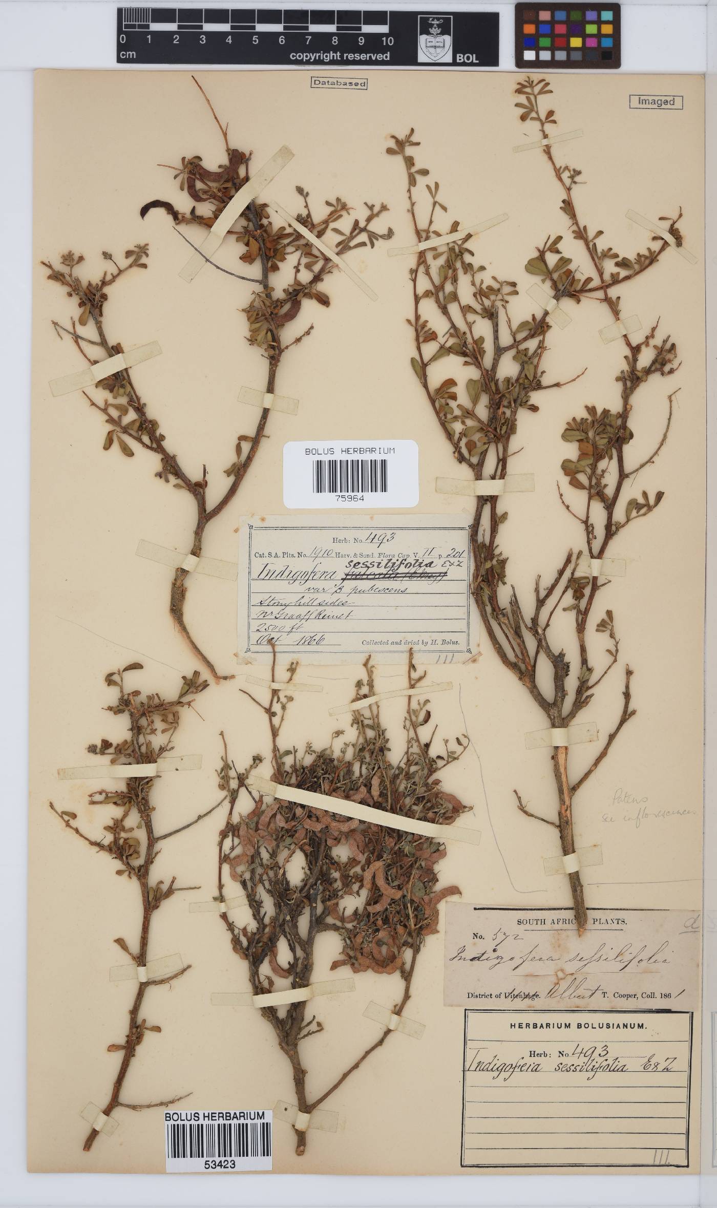 Indigofera sessilifolia image