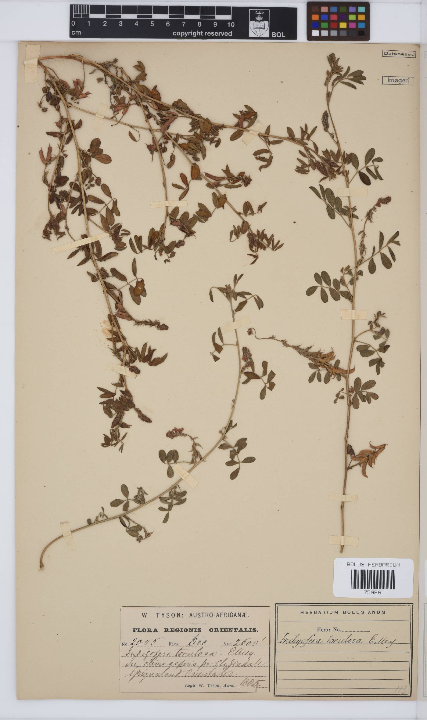 Indigofera torulosa var. torulosa image