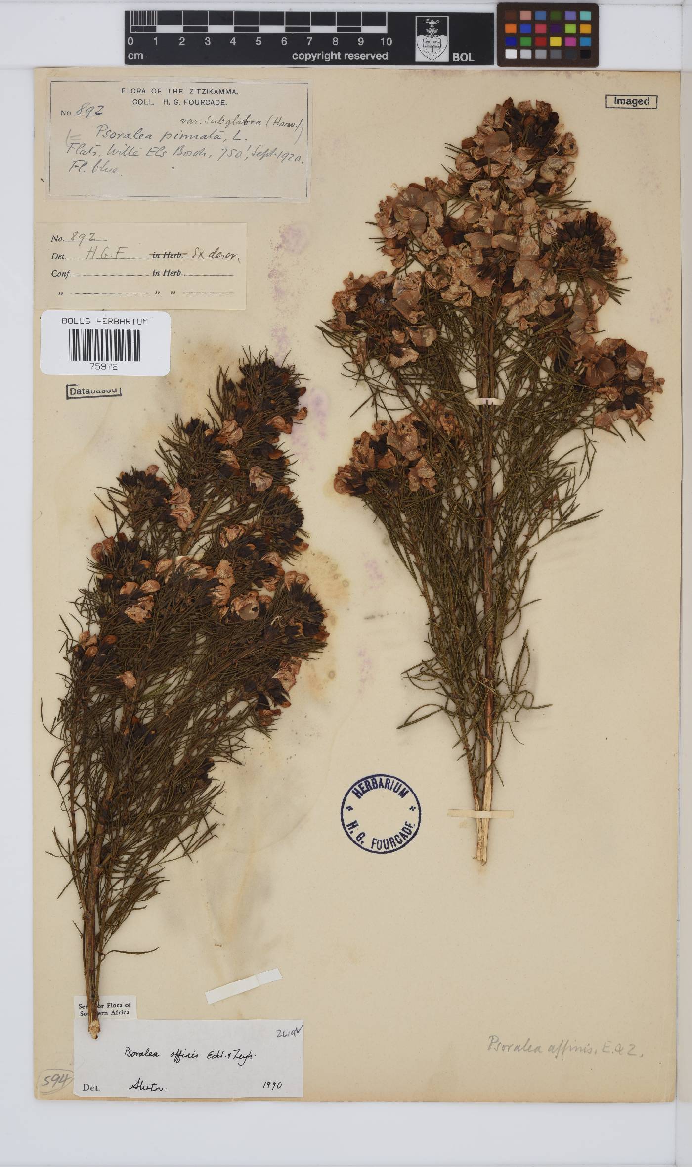 Psoralea affinis image