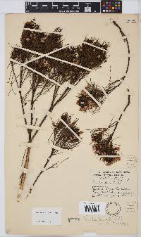 Psoralea affinis image