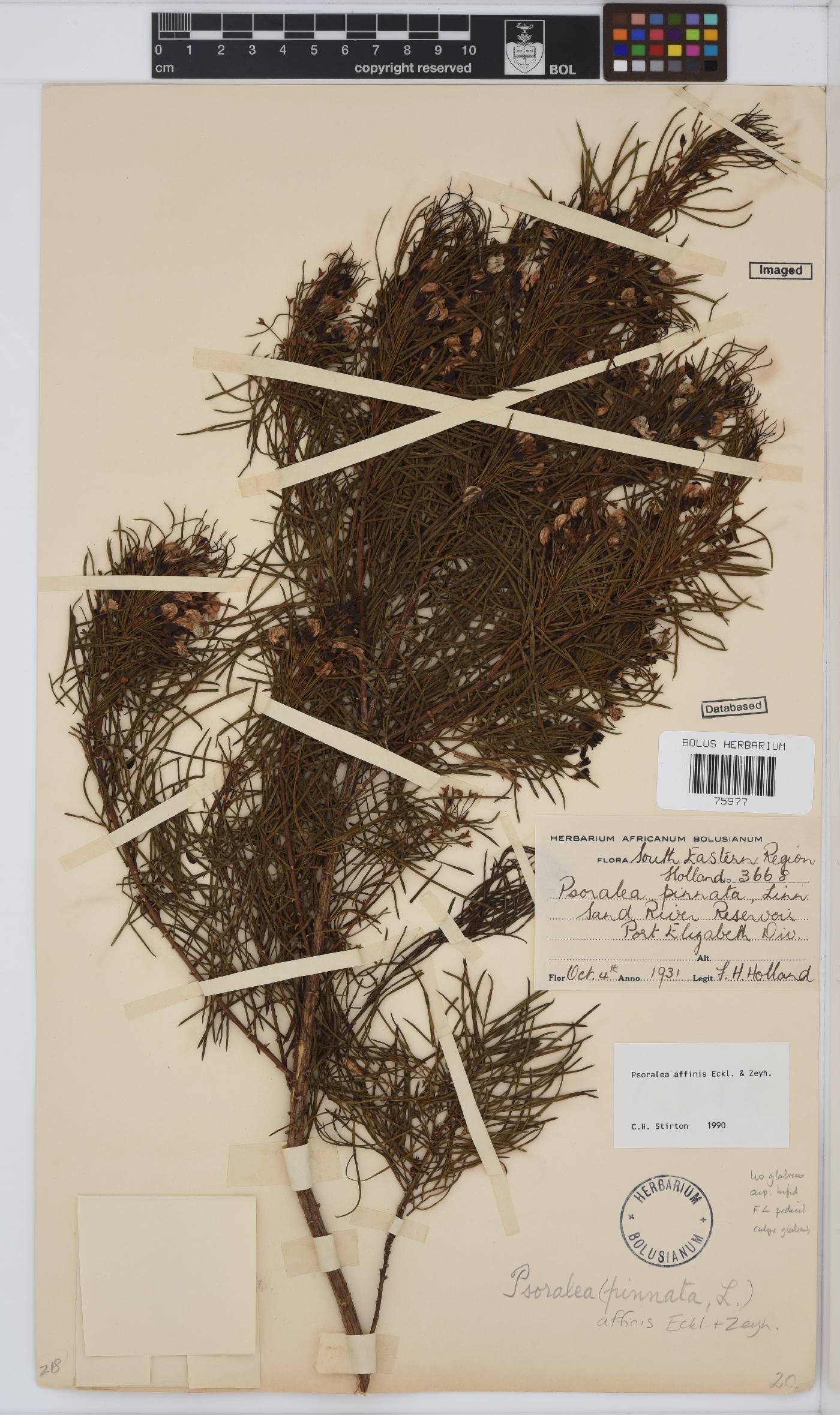 Psoralea affinis image