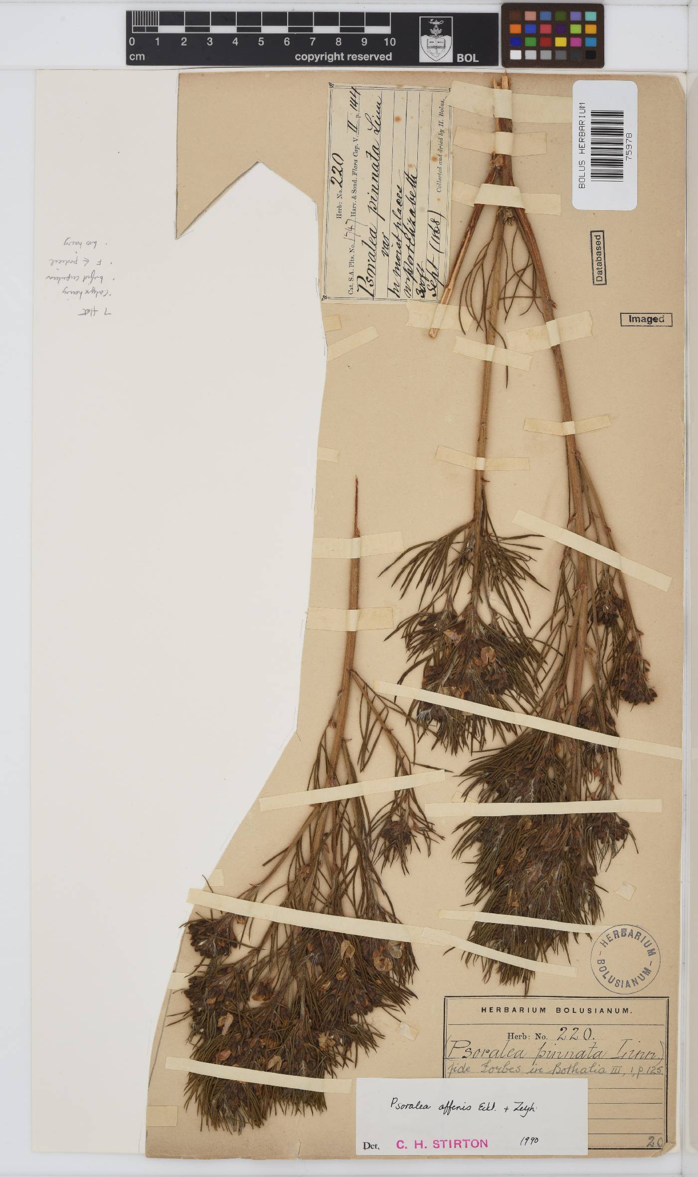 Psoralea affinis image