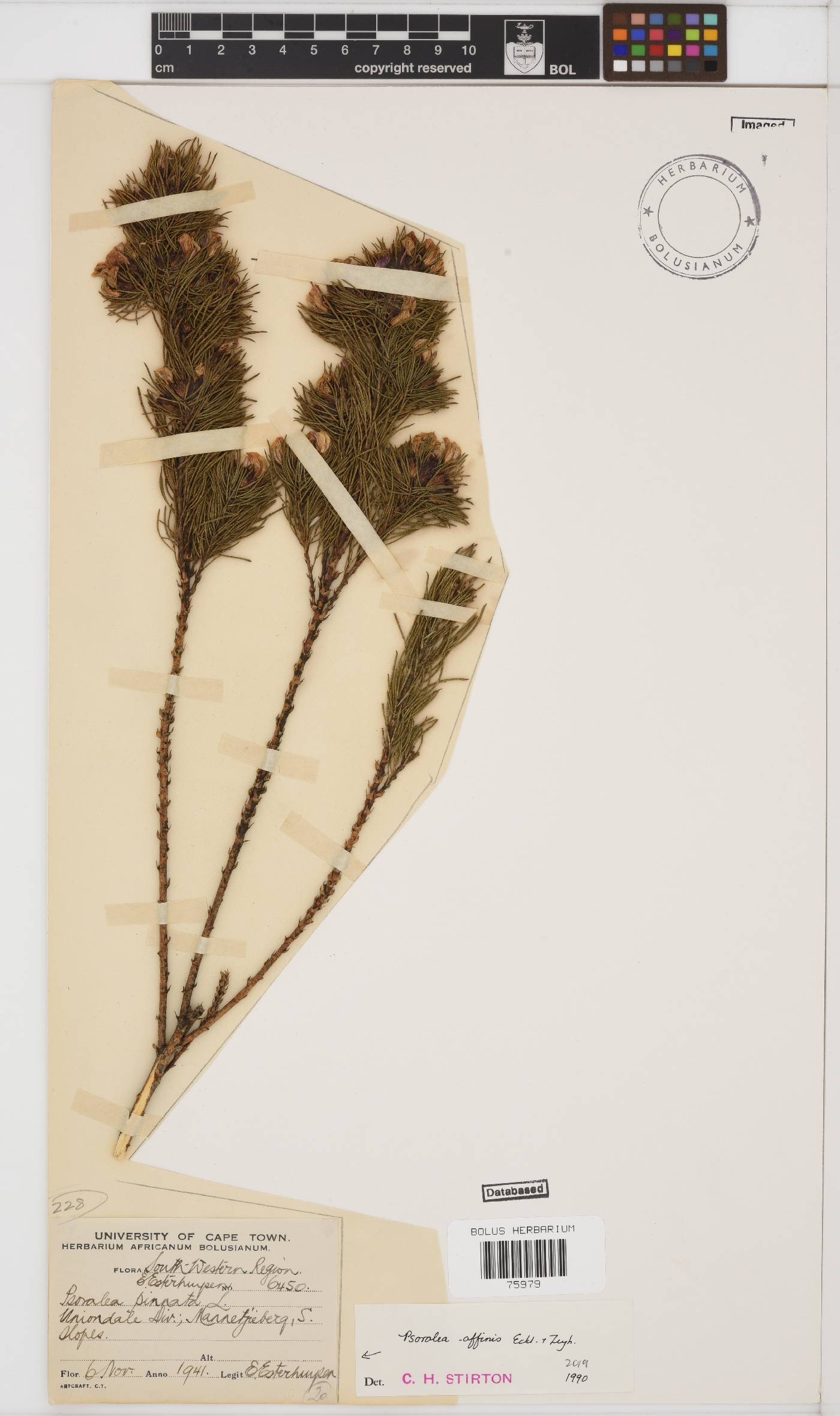 Psoralea affinis image
