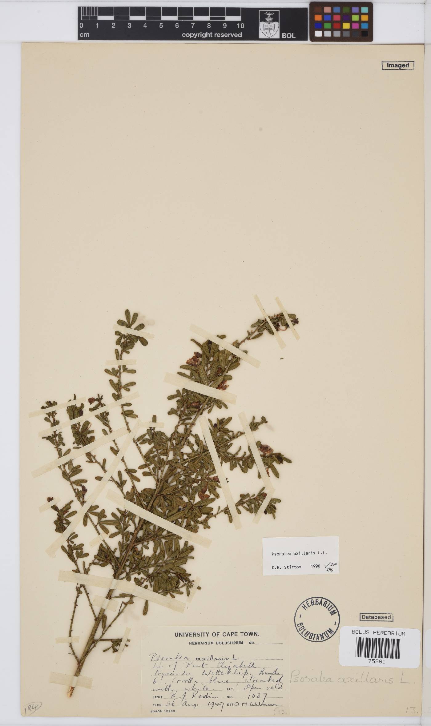 Psoralea axillaris image