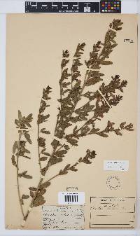 Psoralea axillaris image