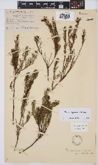 Psoralea azuroides image