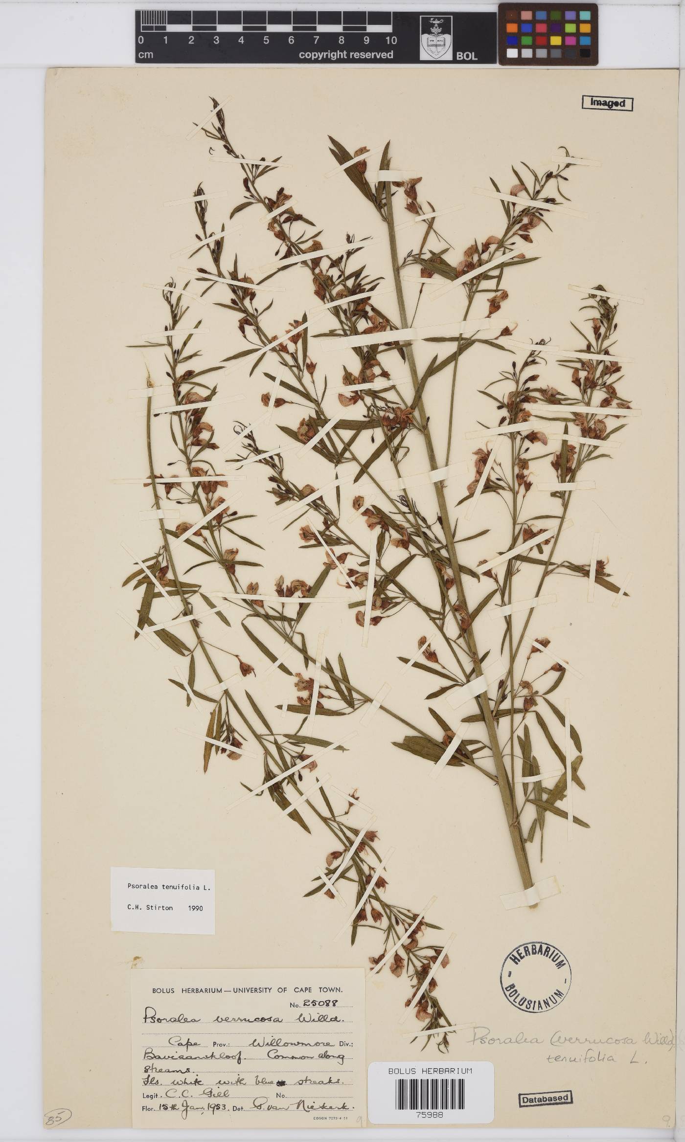 Psoralea fascicularis image