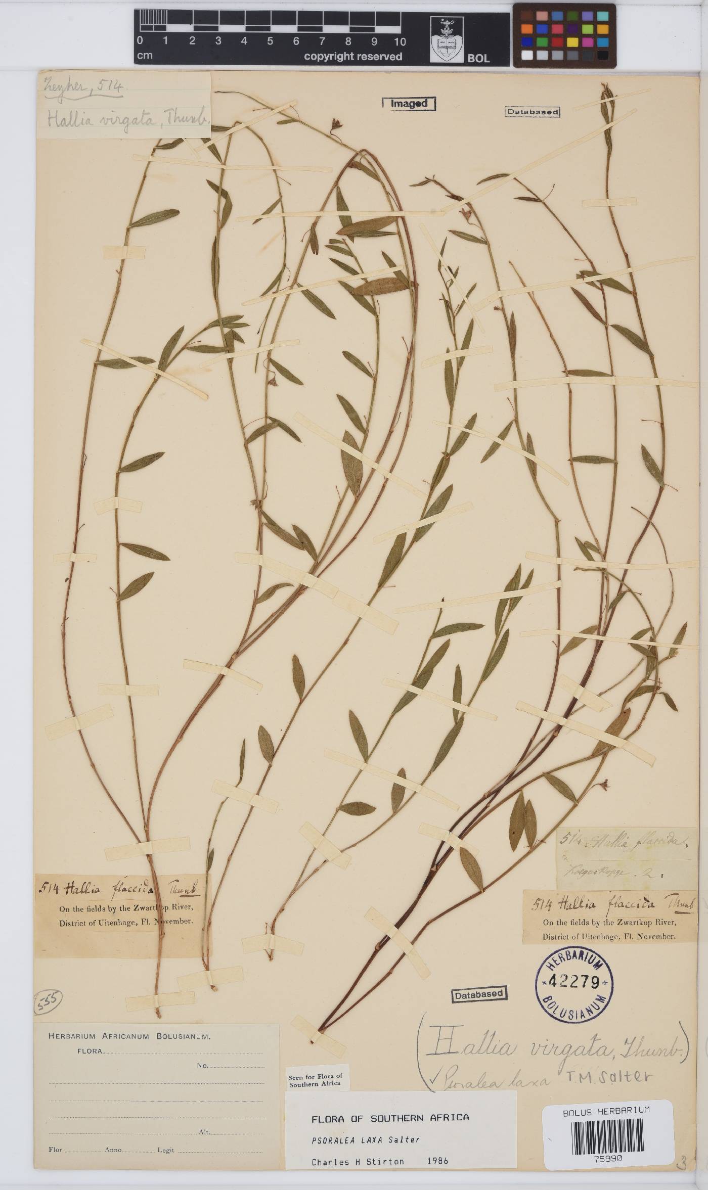 Psoralea laxa image