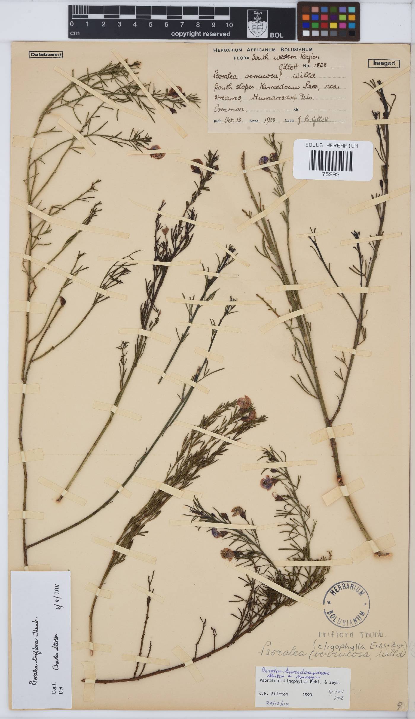 Psoralea triflora image