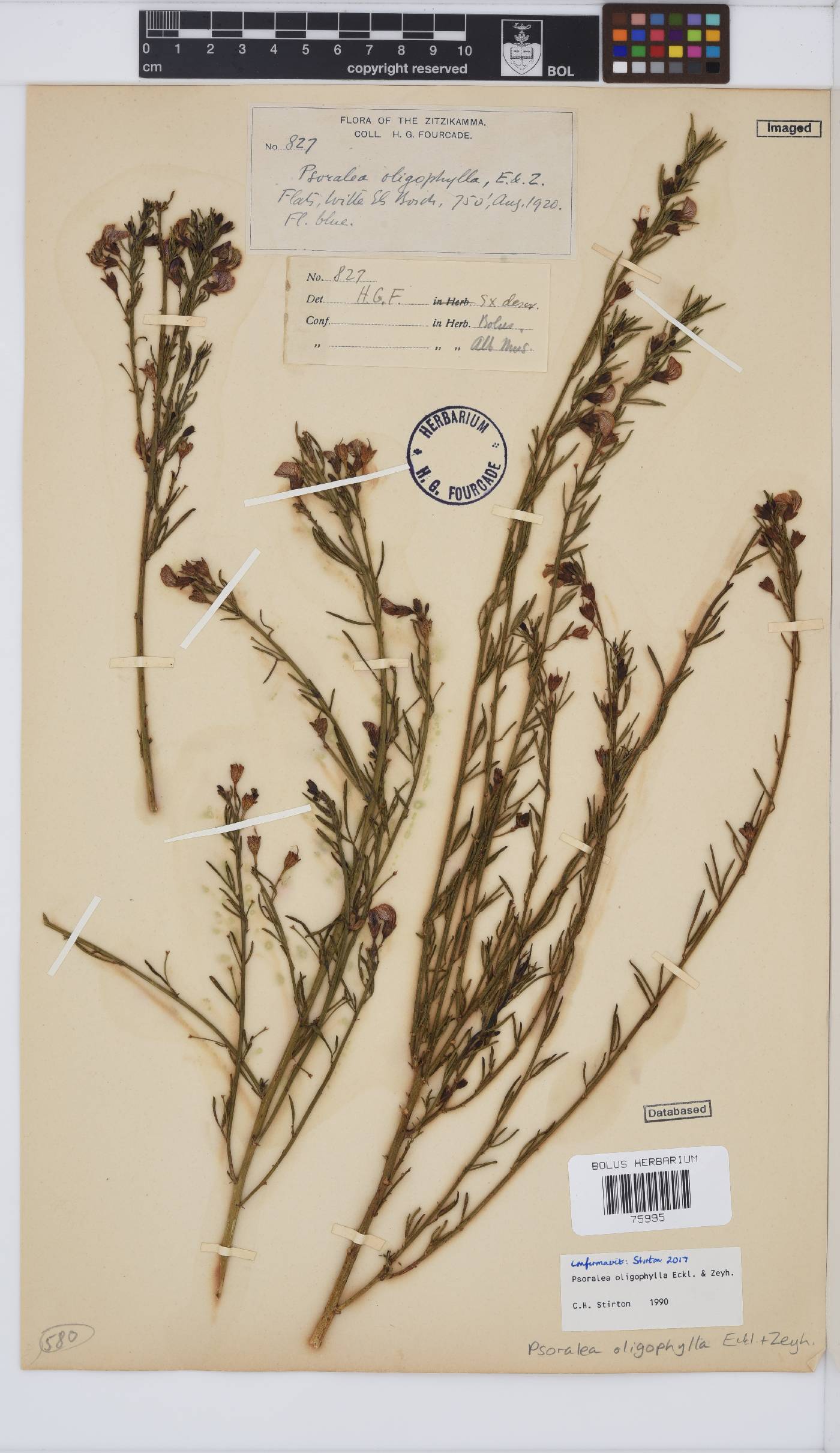 Psoralea oligophylla image