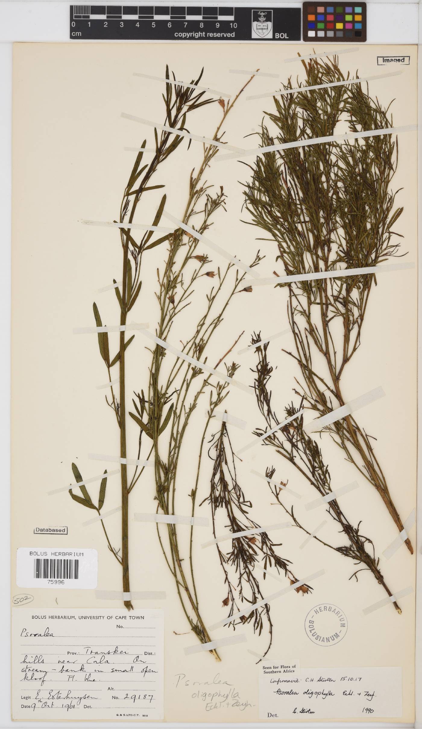 Psoralea oligophylla image