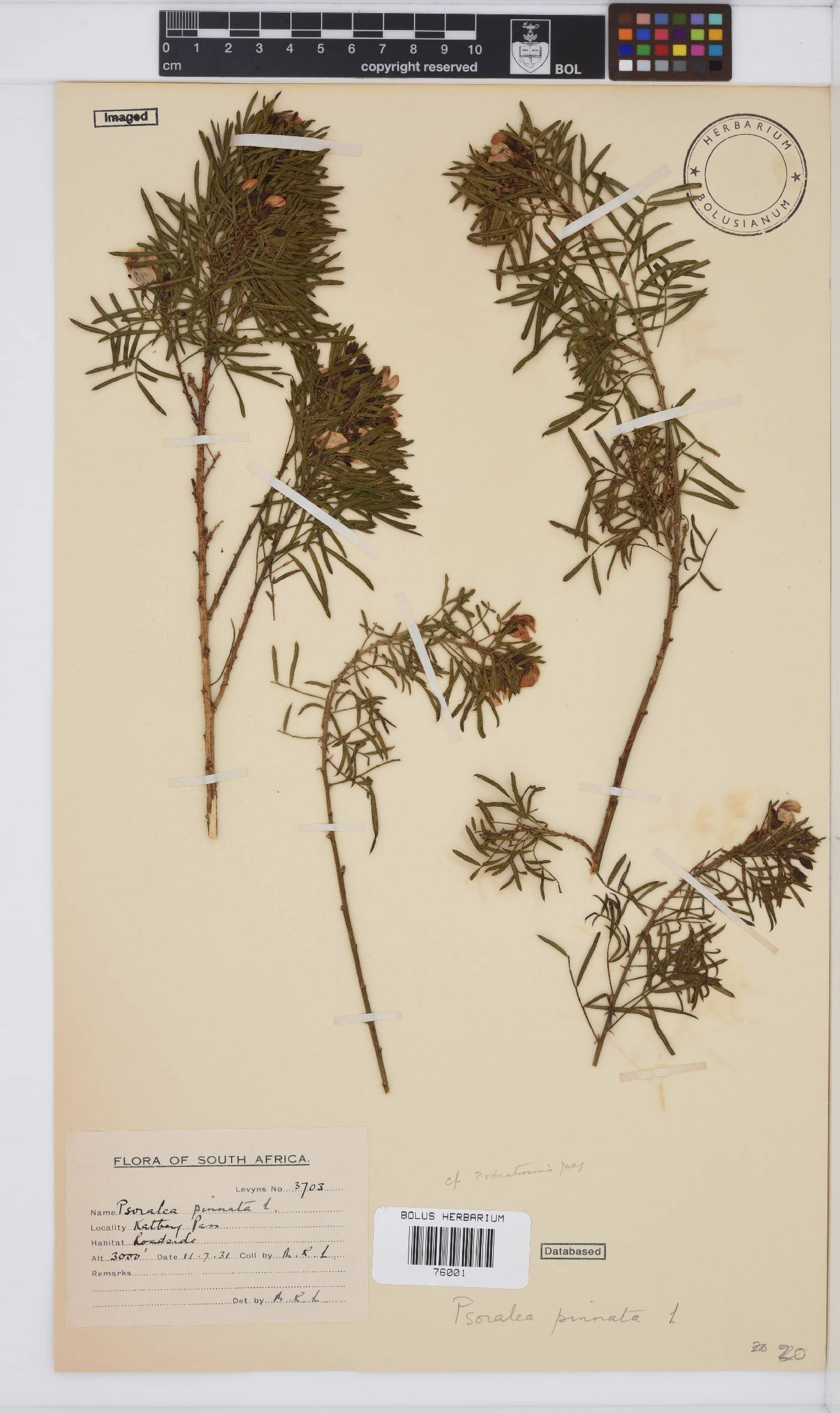 Psoralea latifolia image