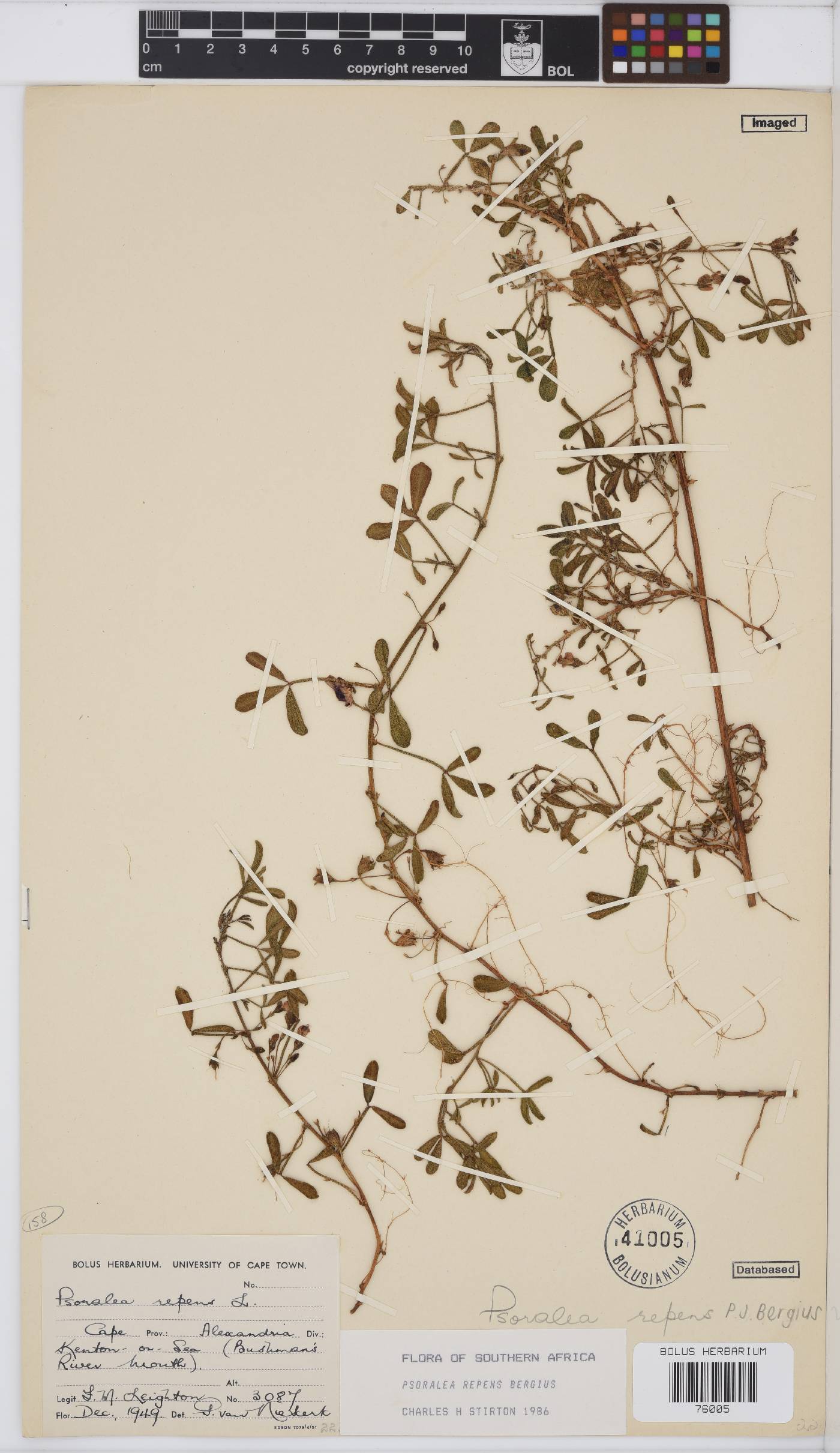 Psoralea repens image
