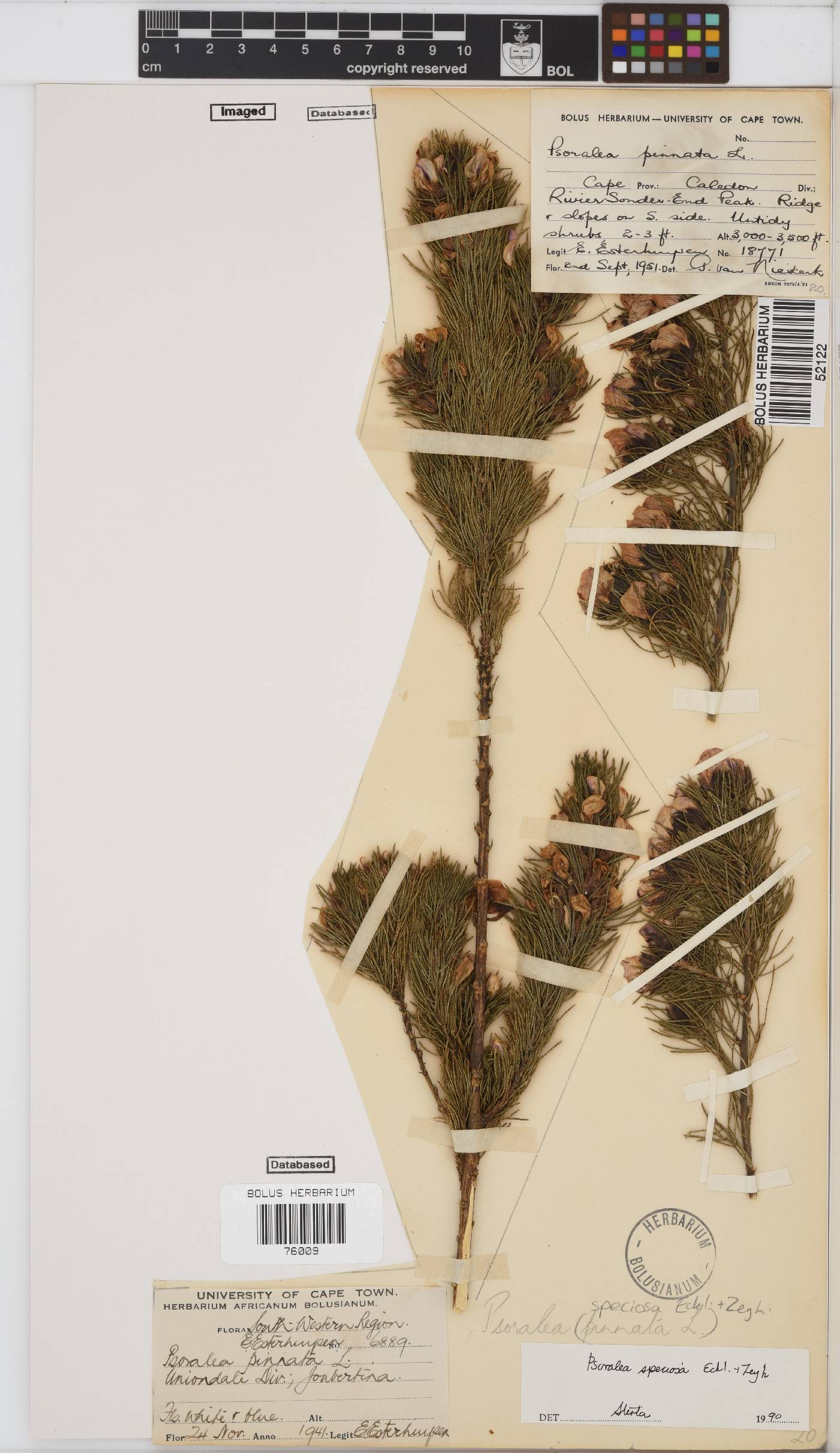 Psoralea speciosa image