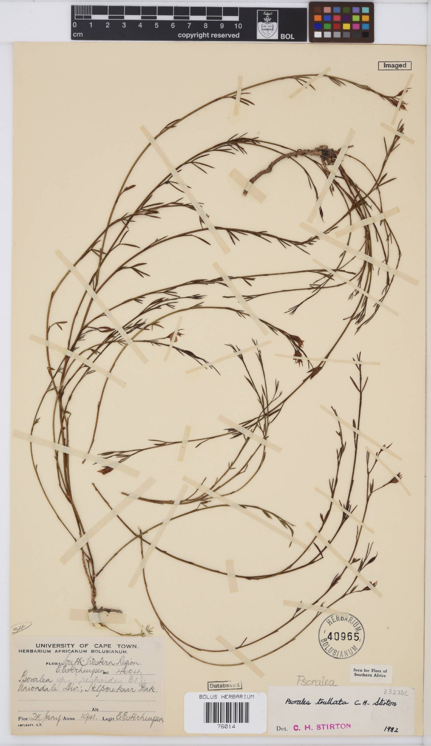 Psoralea trullata image