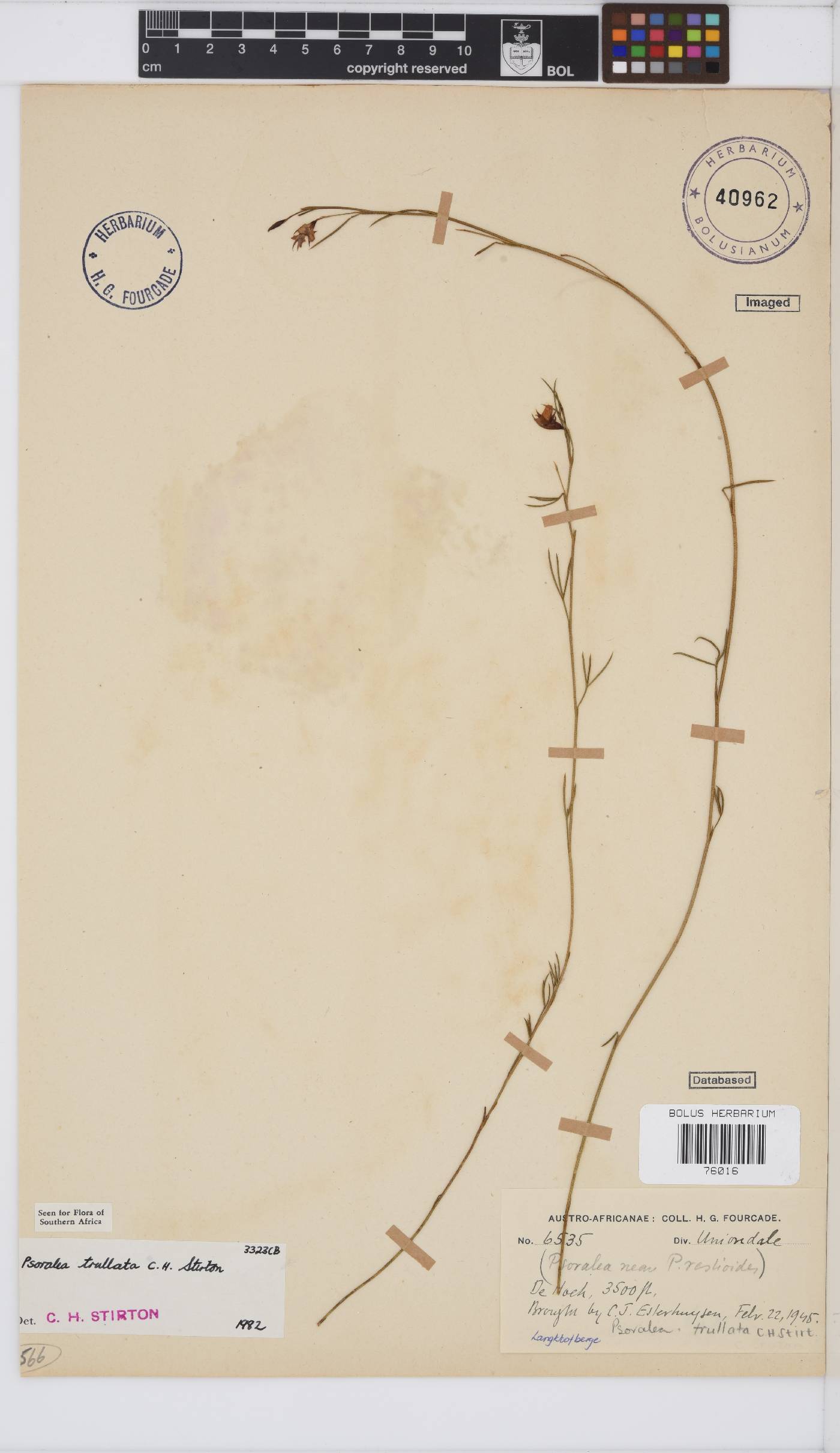 Psoralea trullata image