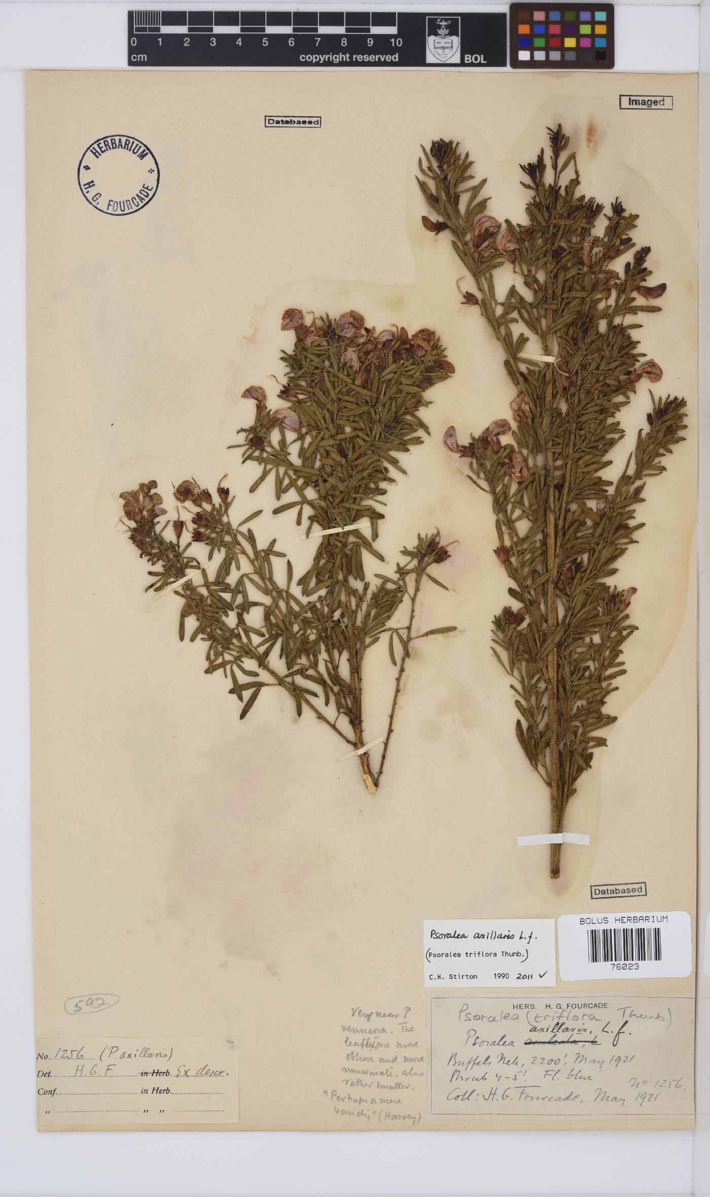 Psoralea axillaris image