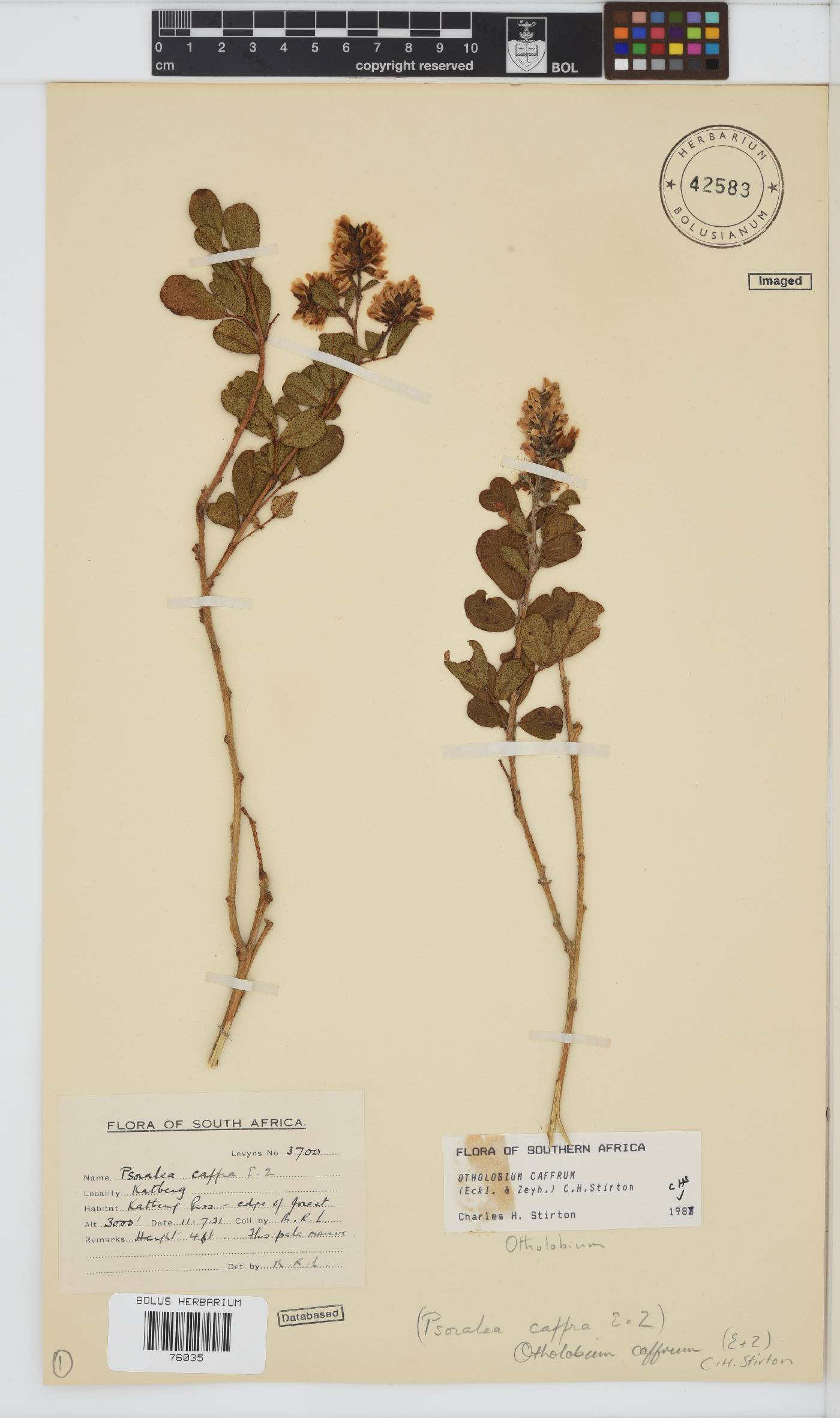 Otholobium caffrum image