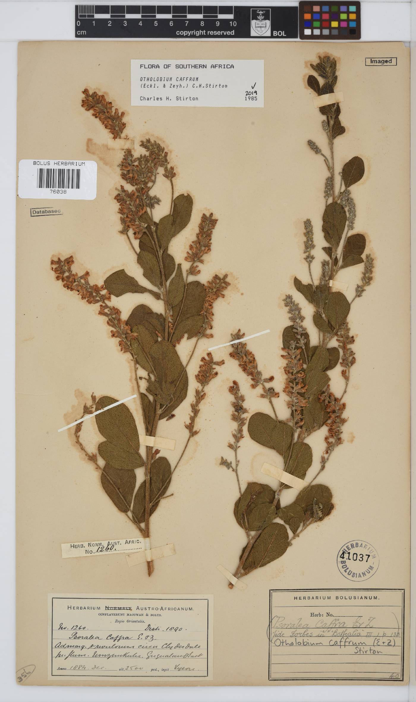 Otholobium caffrum image