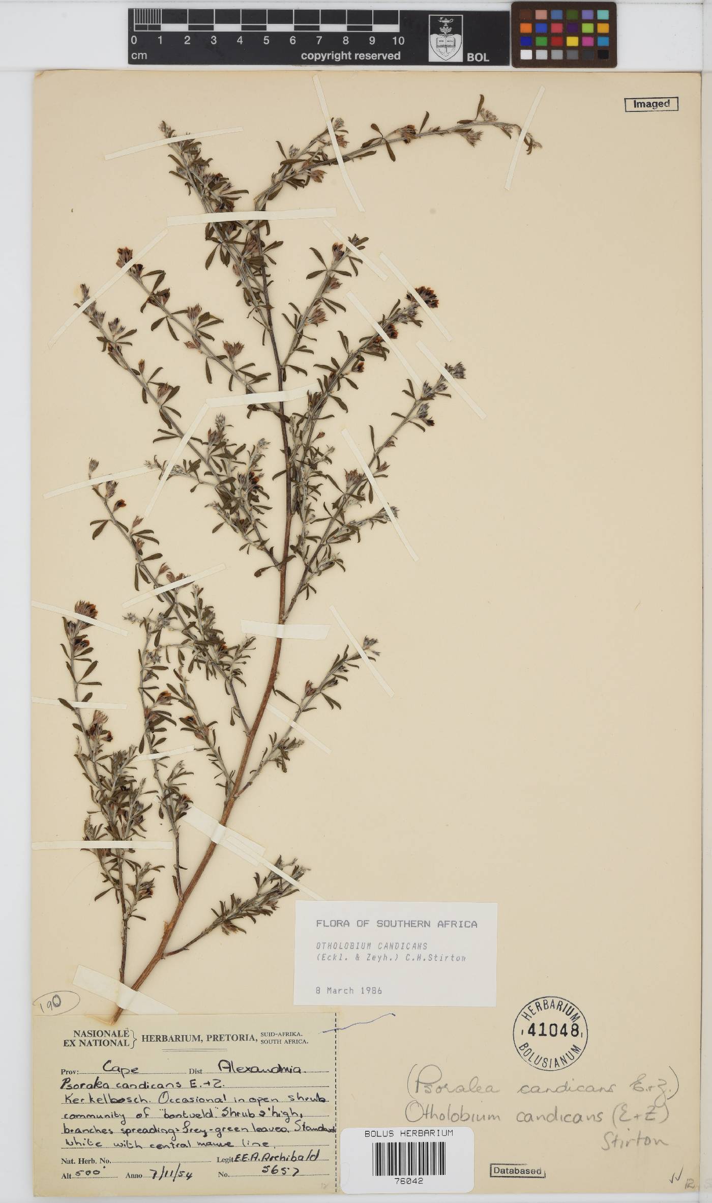 Otholobium candicans image