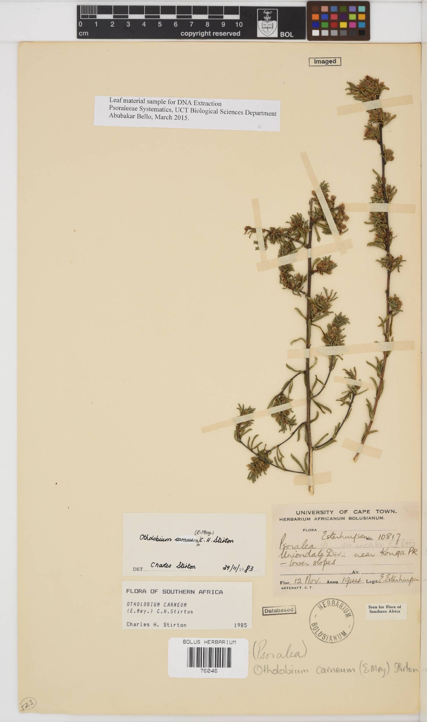 Otholobium carneum image