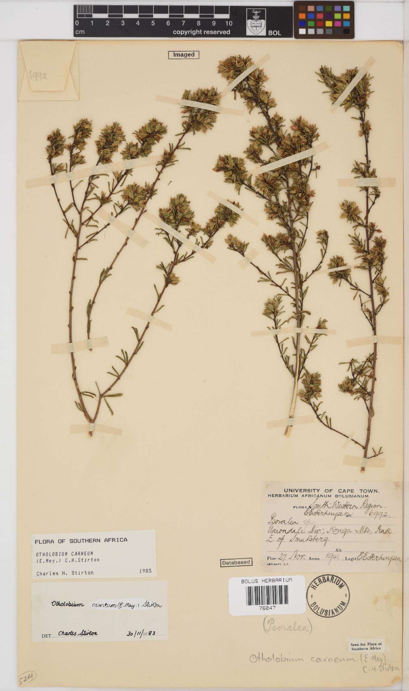 Otholobium carneum image
