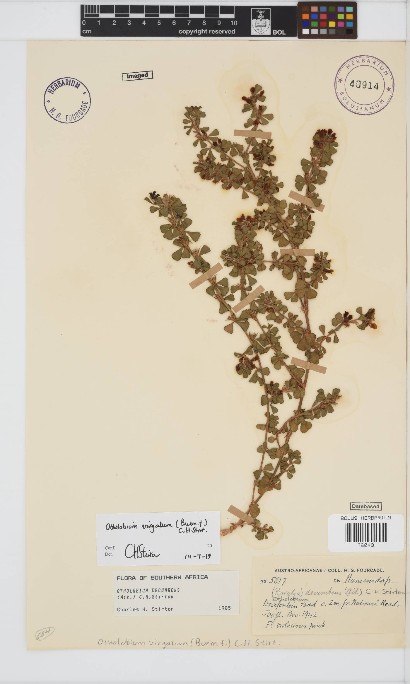 Otholobium virgatum image