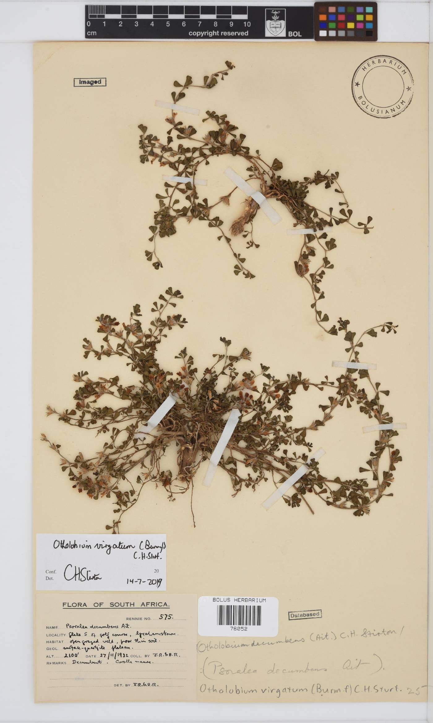 Otholobium virgatum image