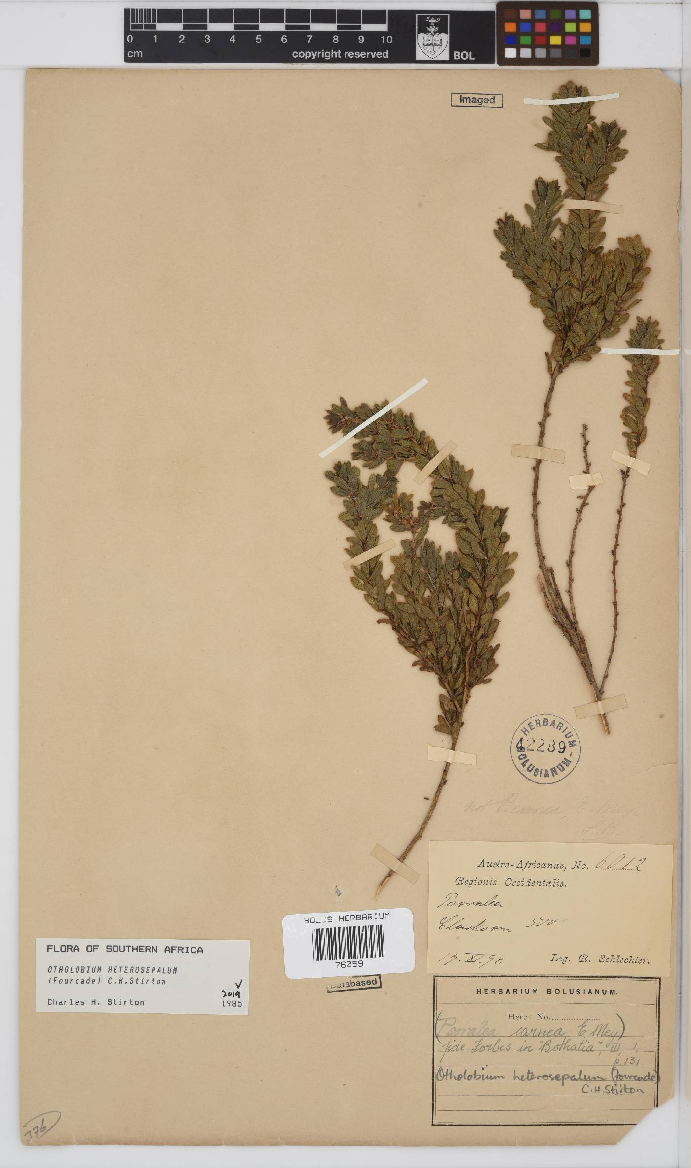 Otholobium heterosepalum image
