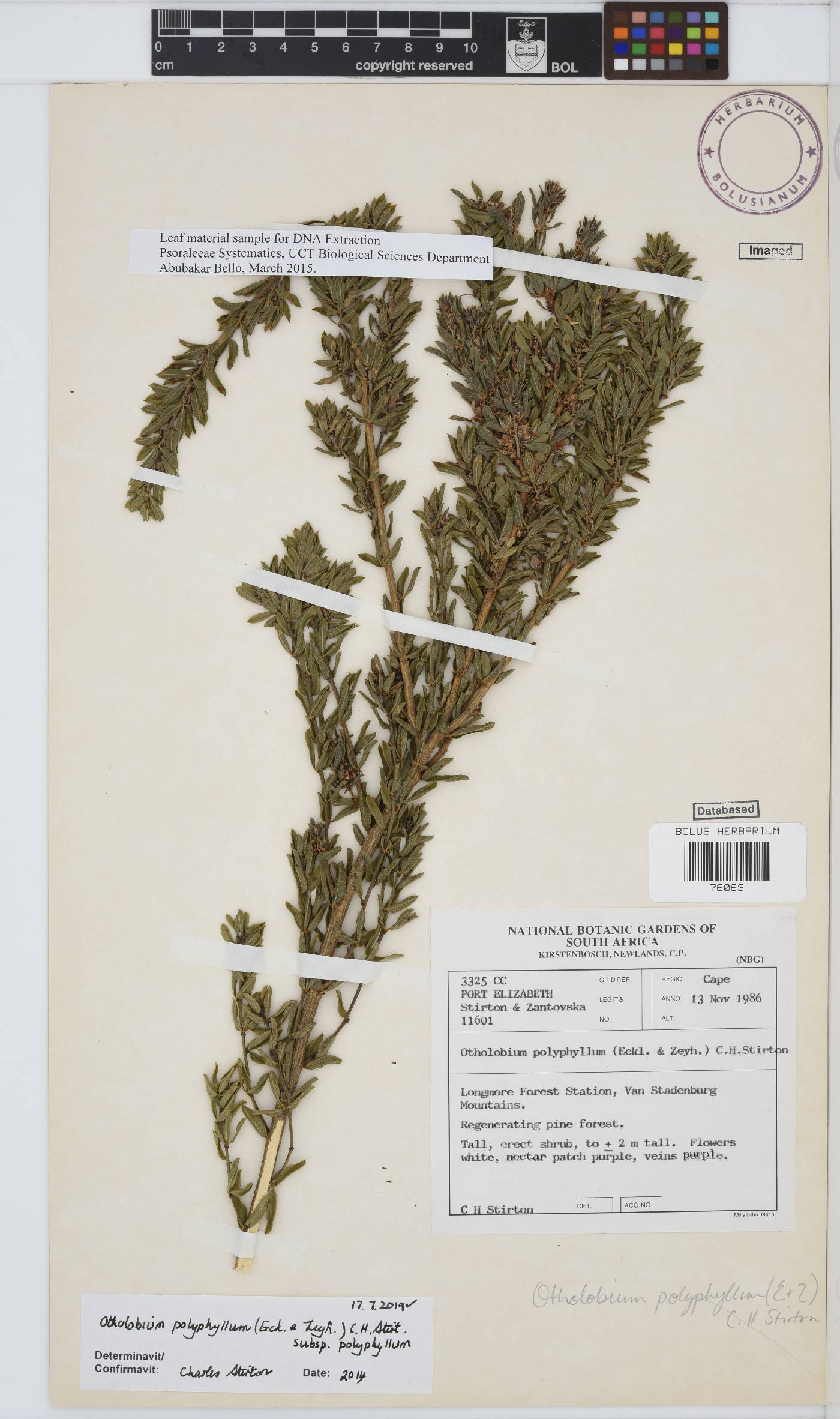Otholobium polyphyllum image