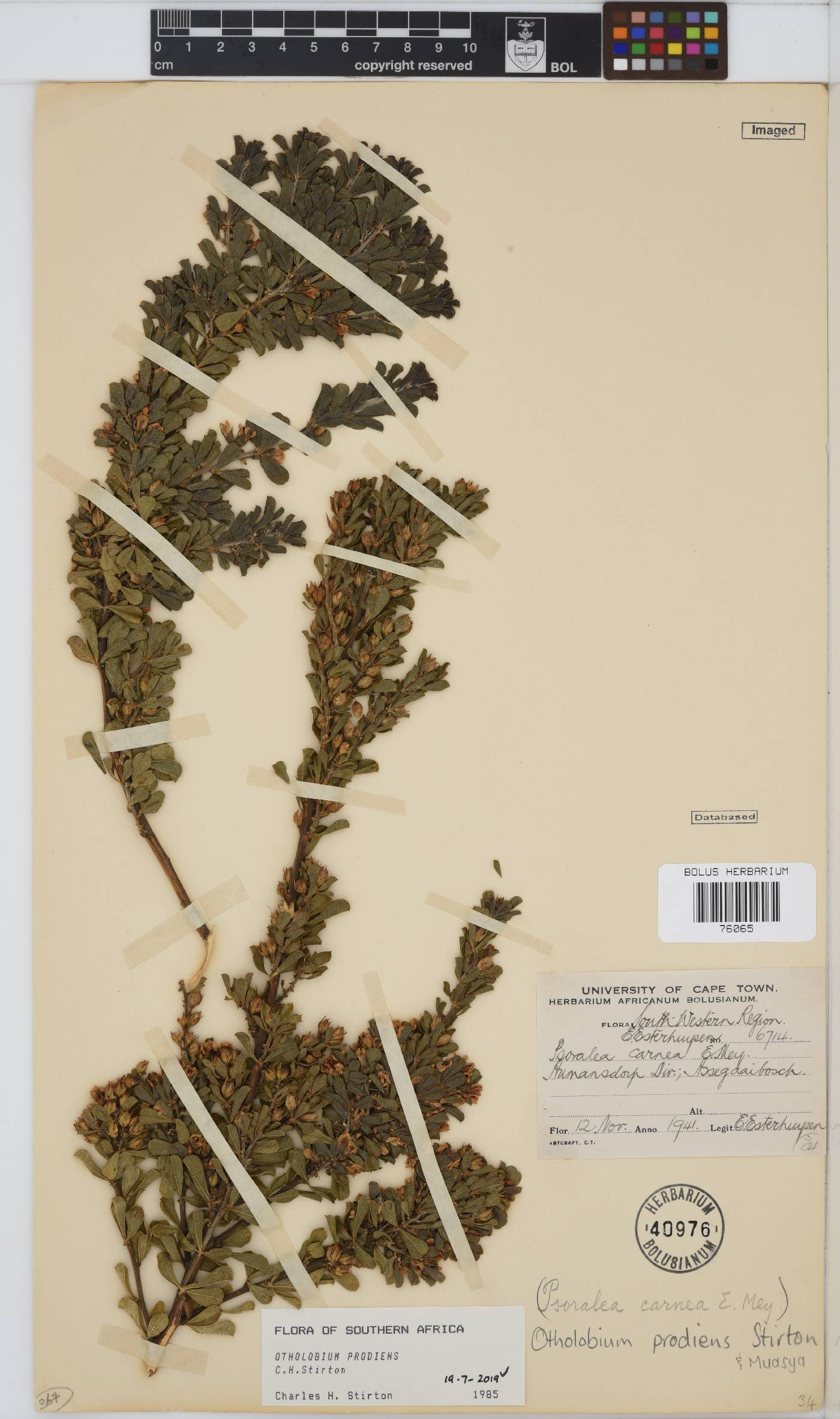 Otholobium prodiens image