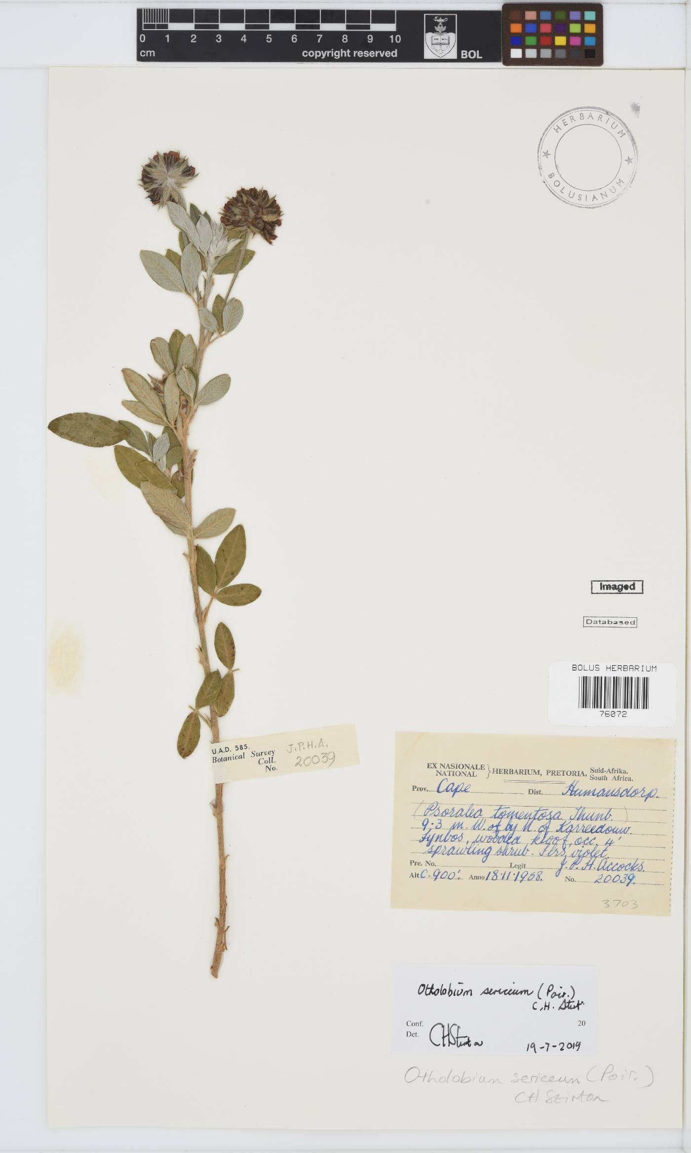Otholobium sericeum image