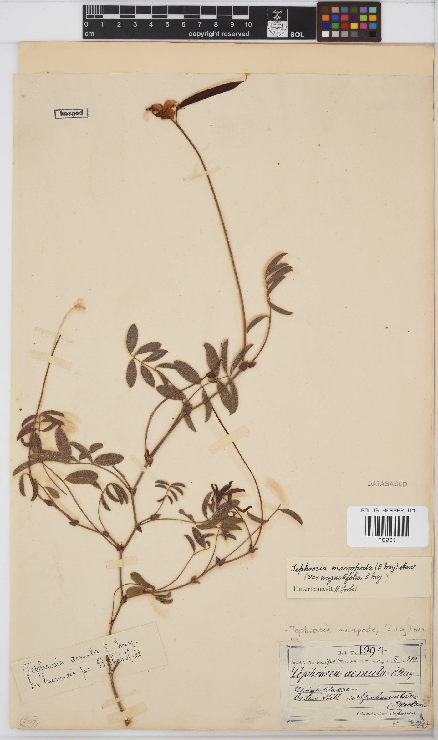 Tephrosia macropoda image