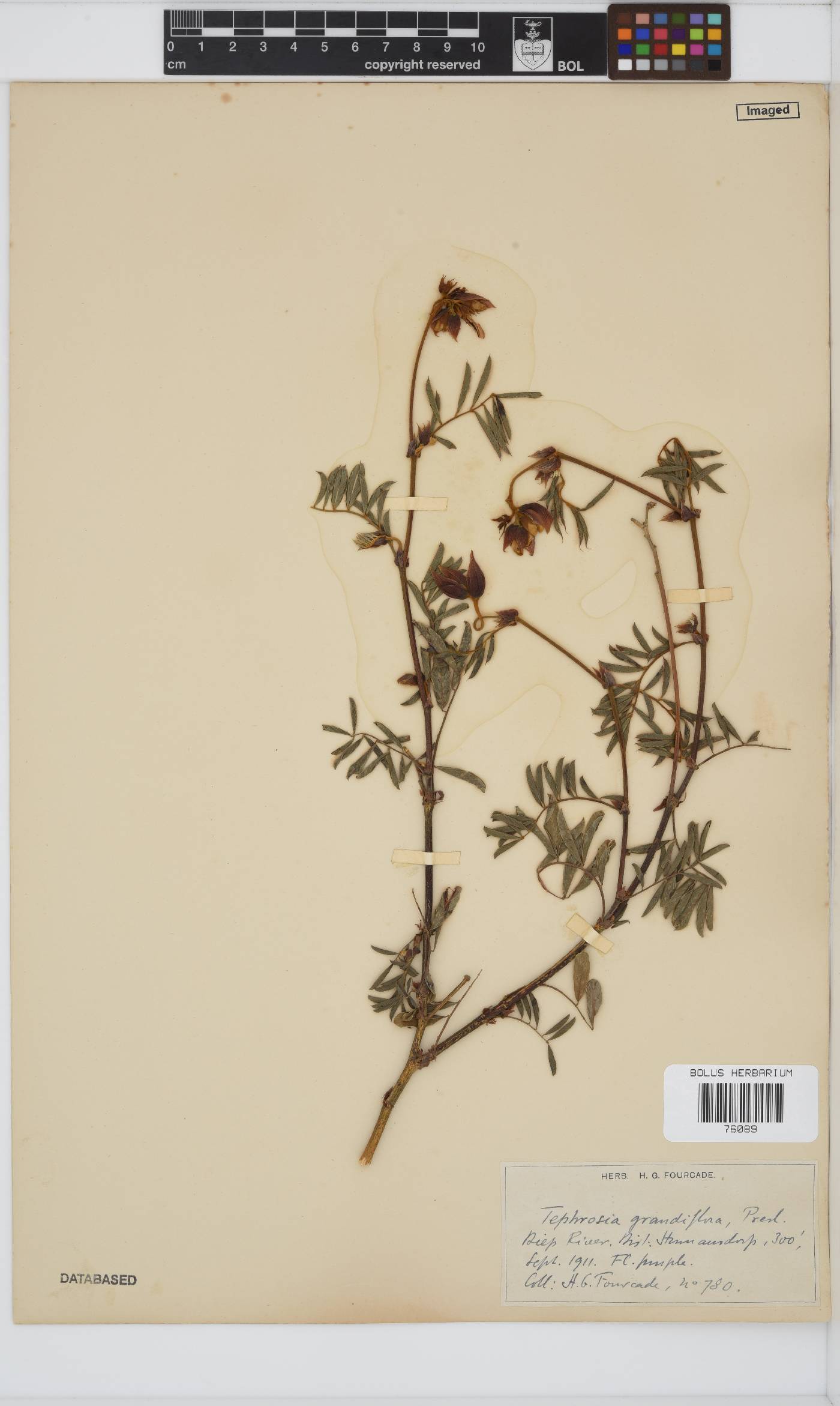 Tephrosia grandiflora image