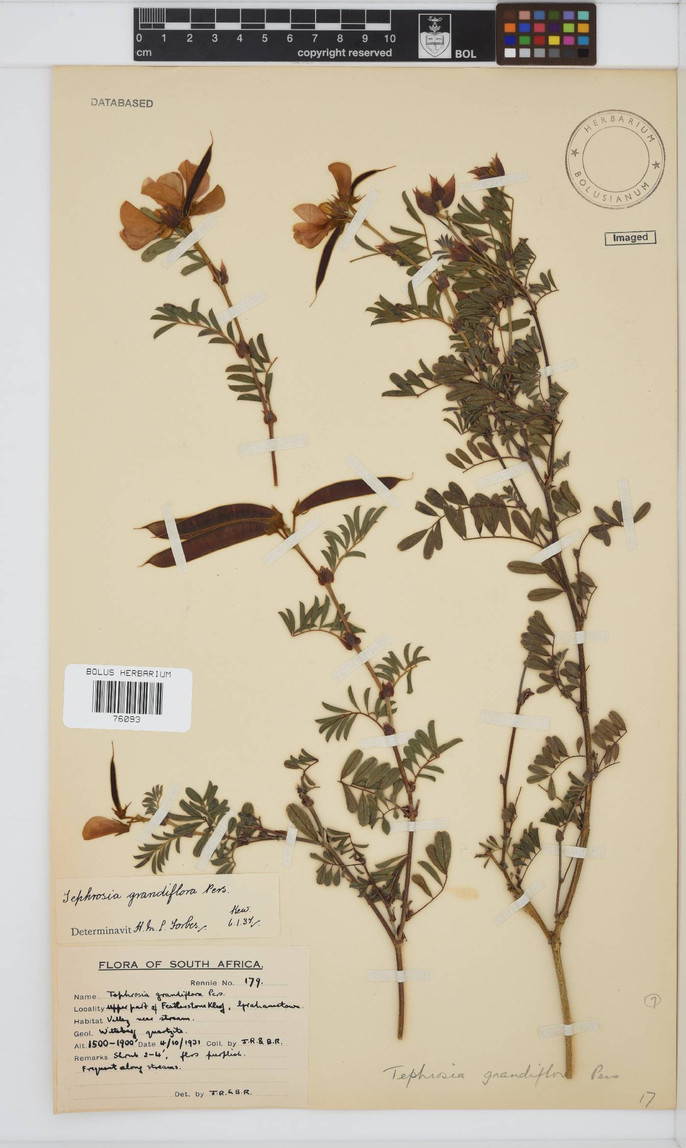 Tephrosia grandiflora image