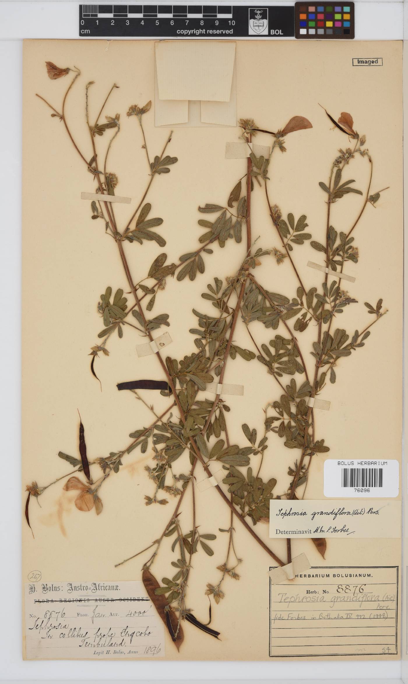 Tephrosia grandiflora image