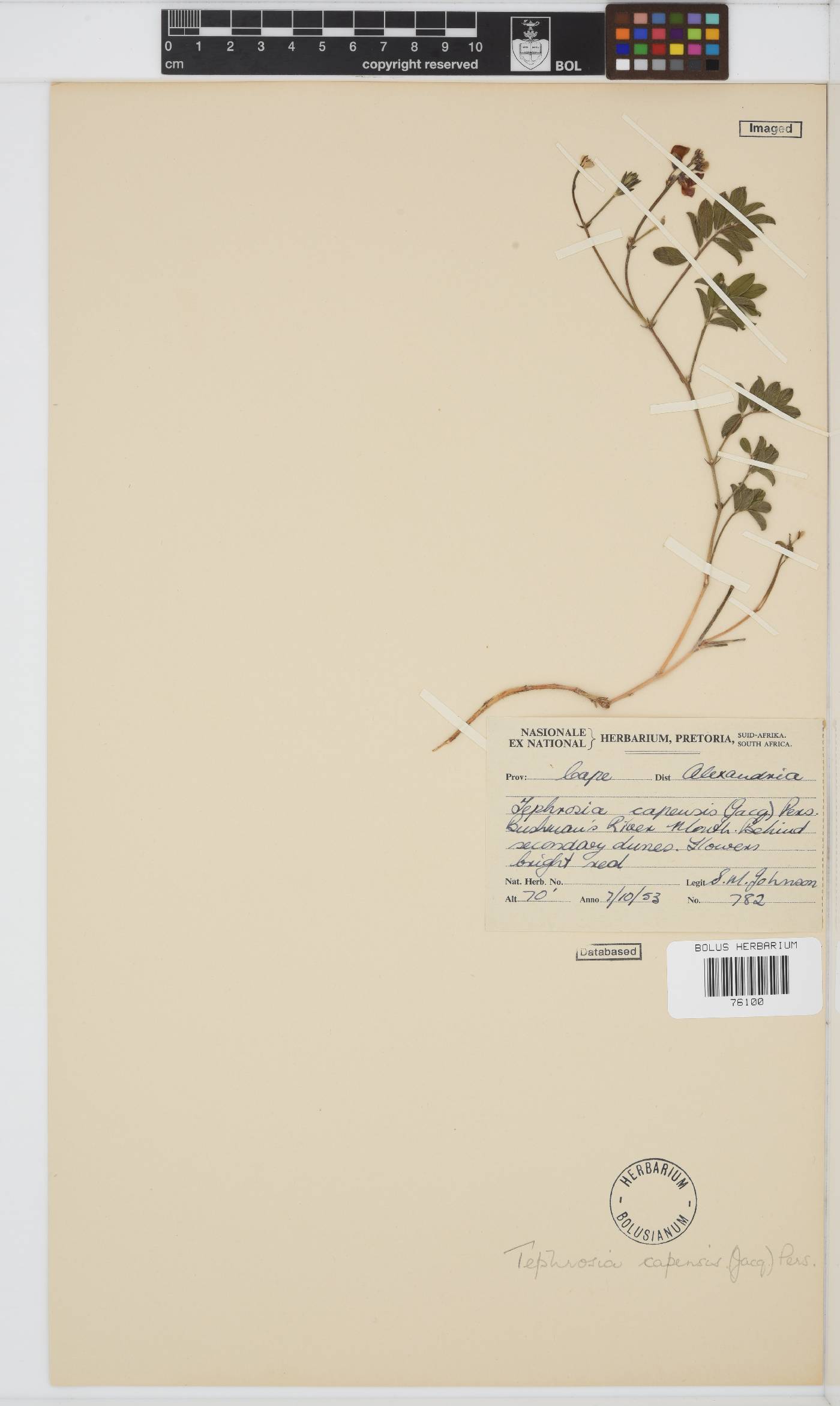 Tephrosia capensis image