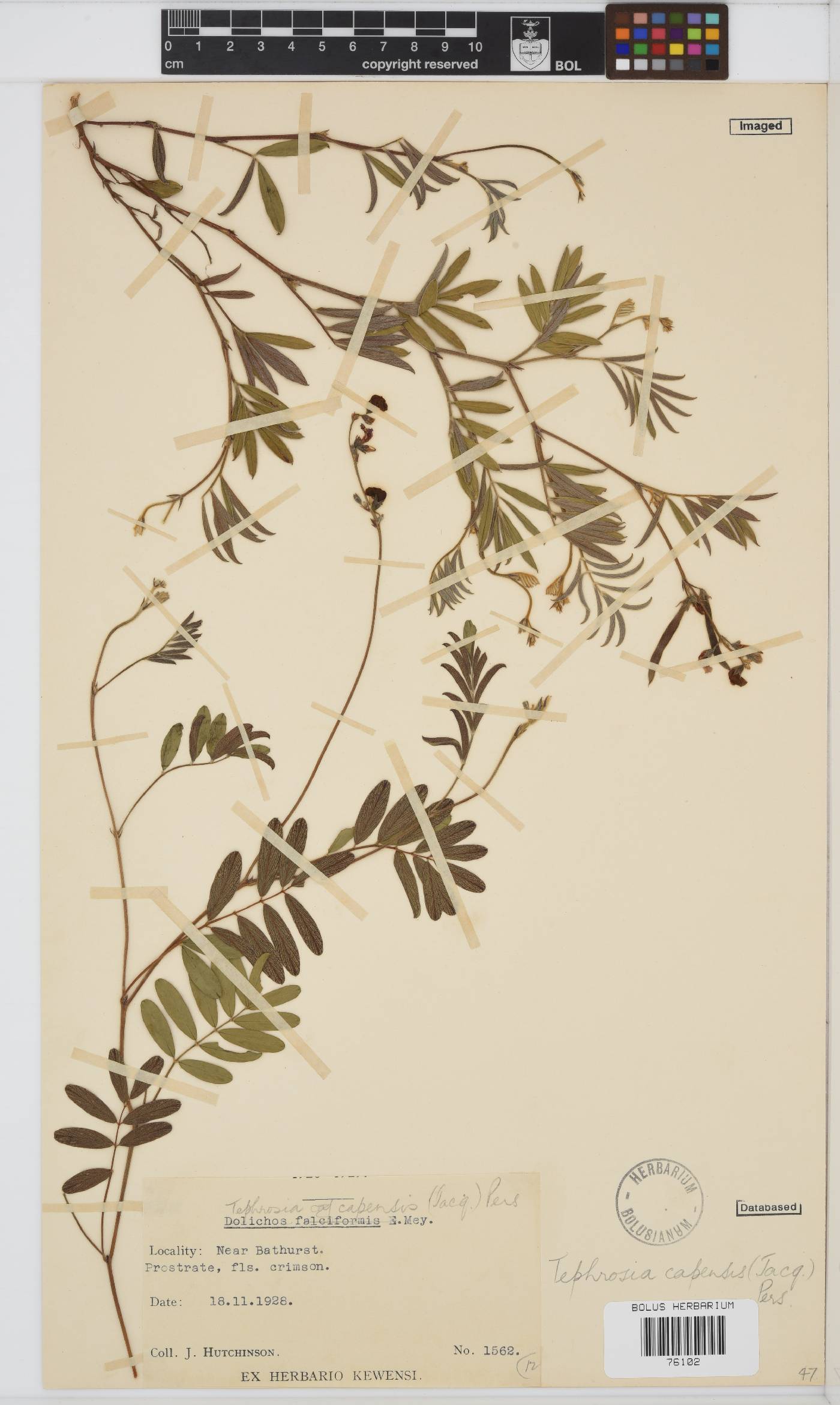 Tephrosia capensis image