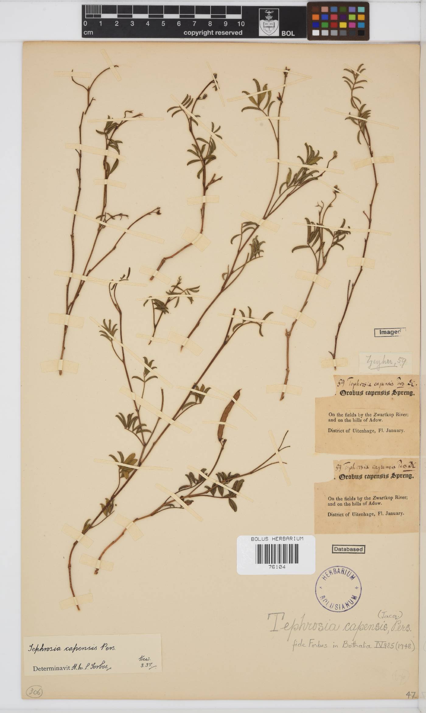 Tephrosia capensis image