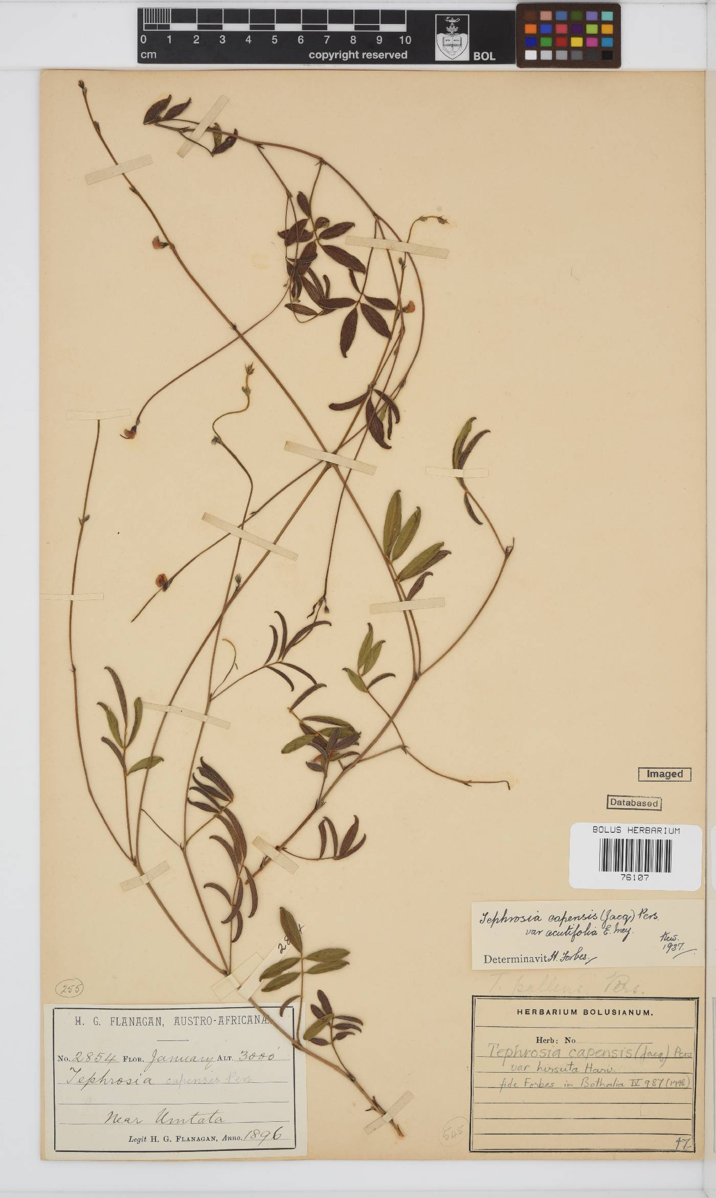 Tephrosia capensis var. acutifolia image