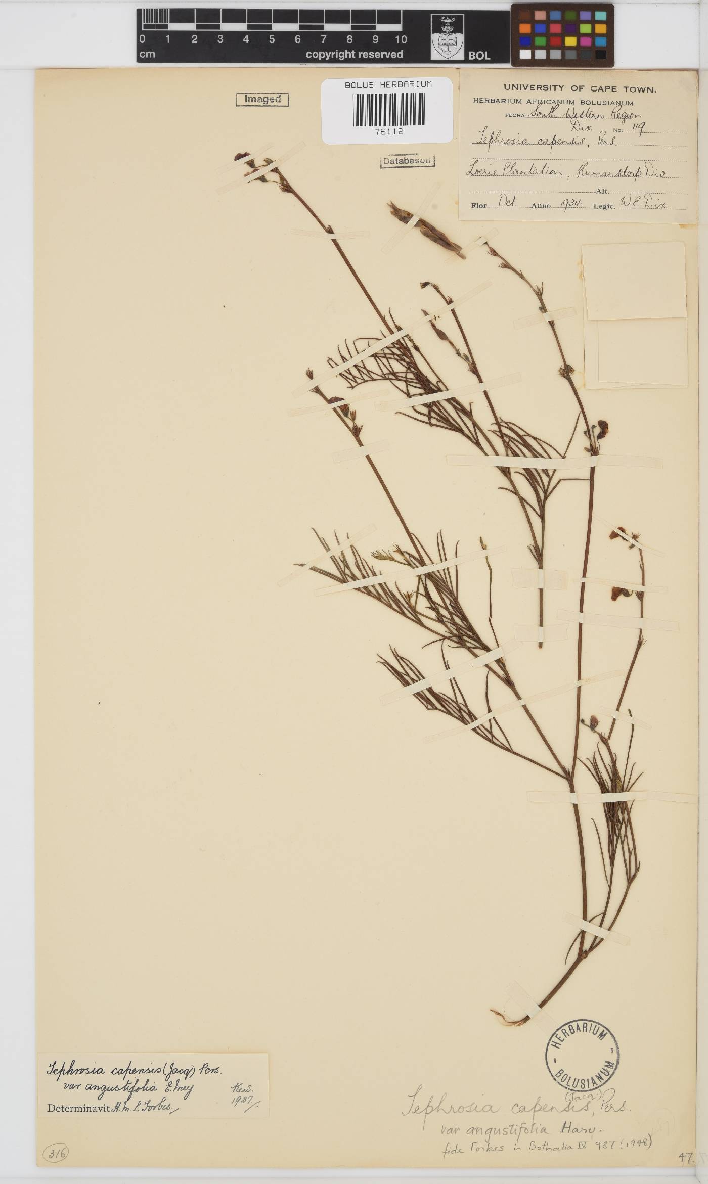 Tephrosia capensis var. angustifolia image