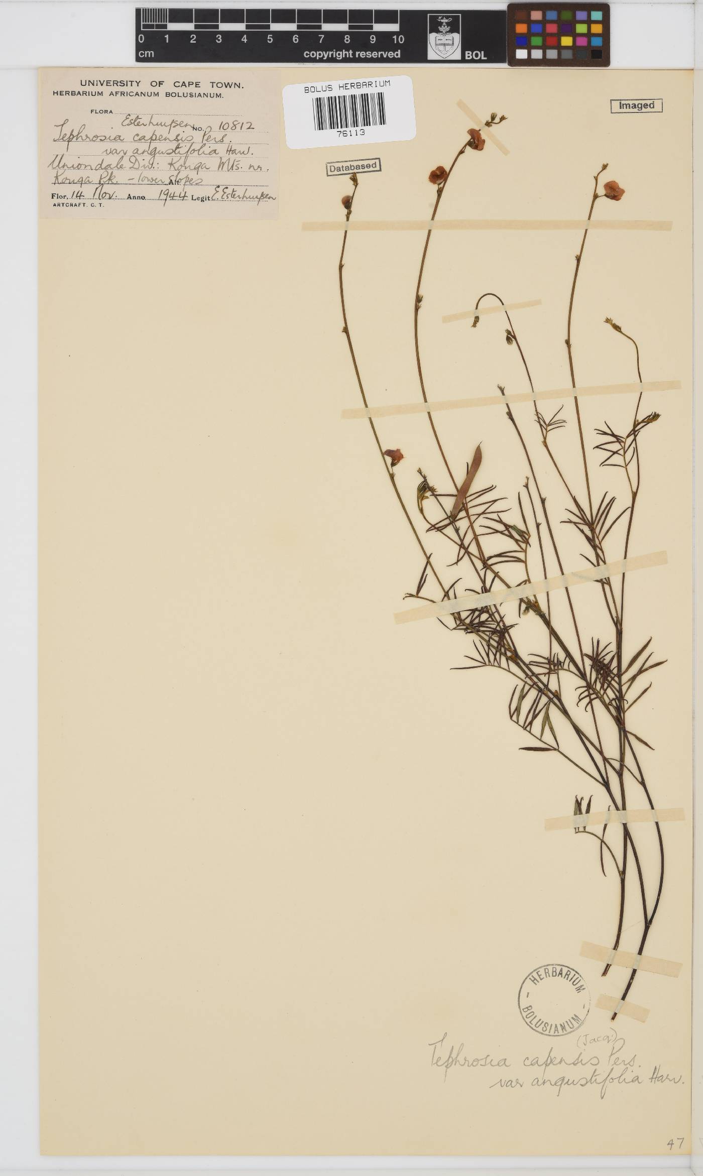 Tephrosia capensis var. angustifolia image