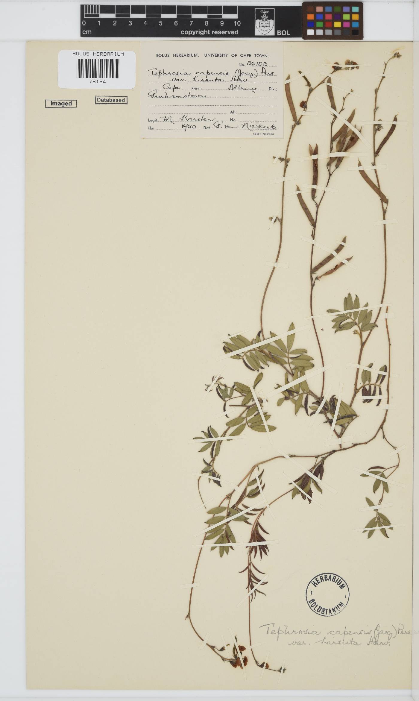 Tephrosia capensis var. hirsuta image