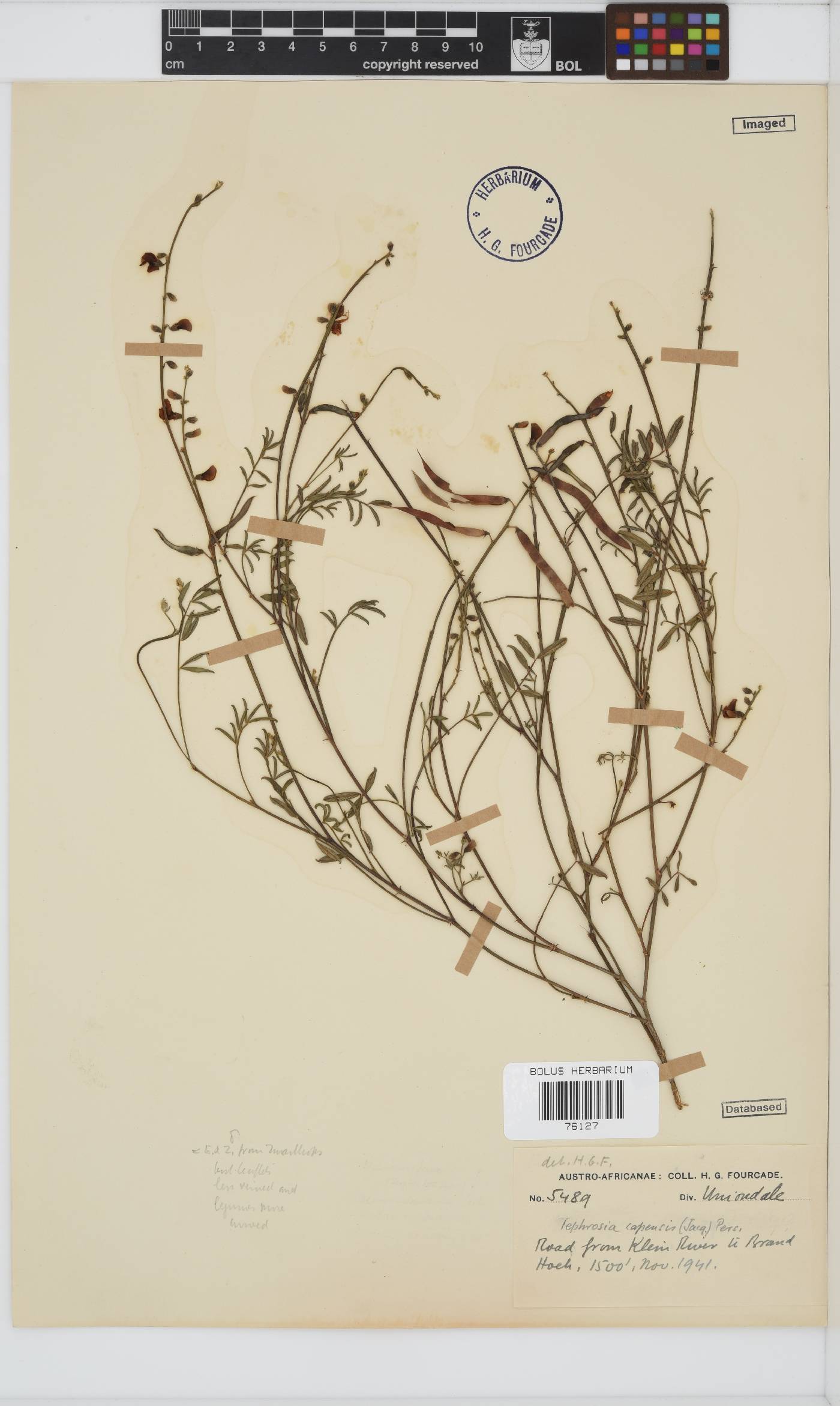 Tephrosia capensis image