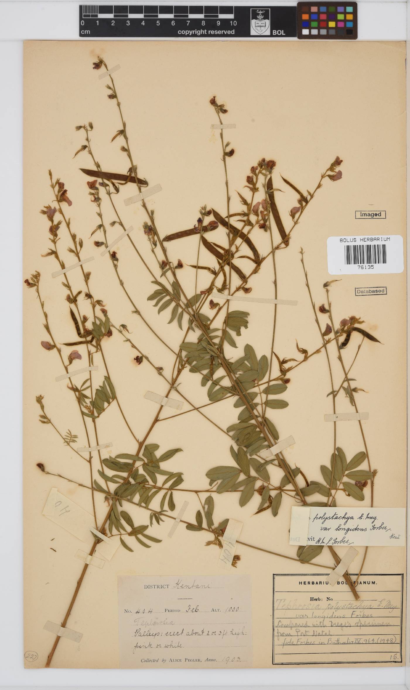 Tephrosia polystachya var. longidens image
