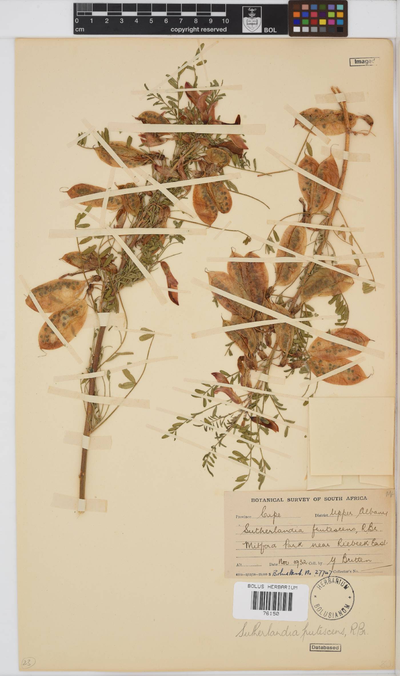 Lessertia frutescens subsp. frutescens image