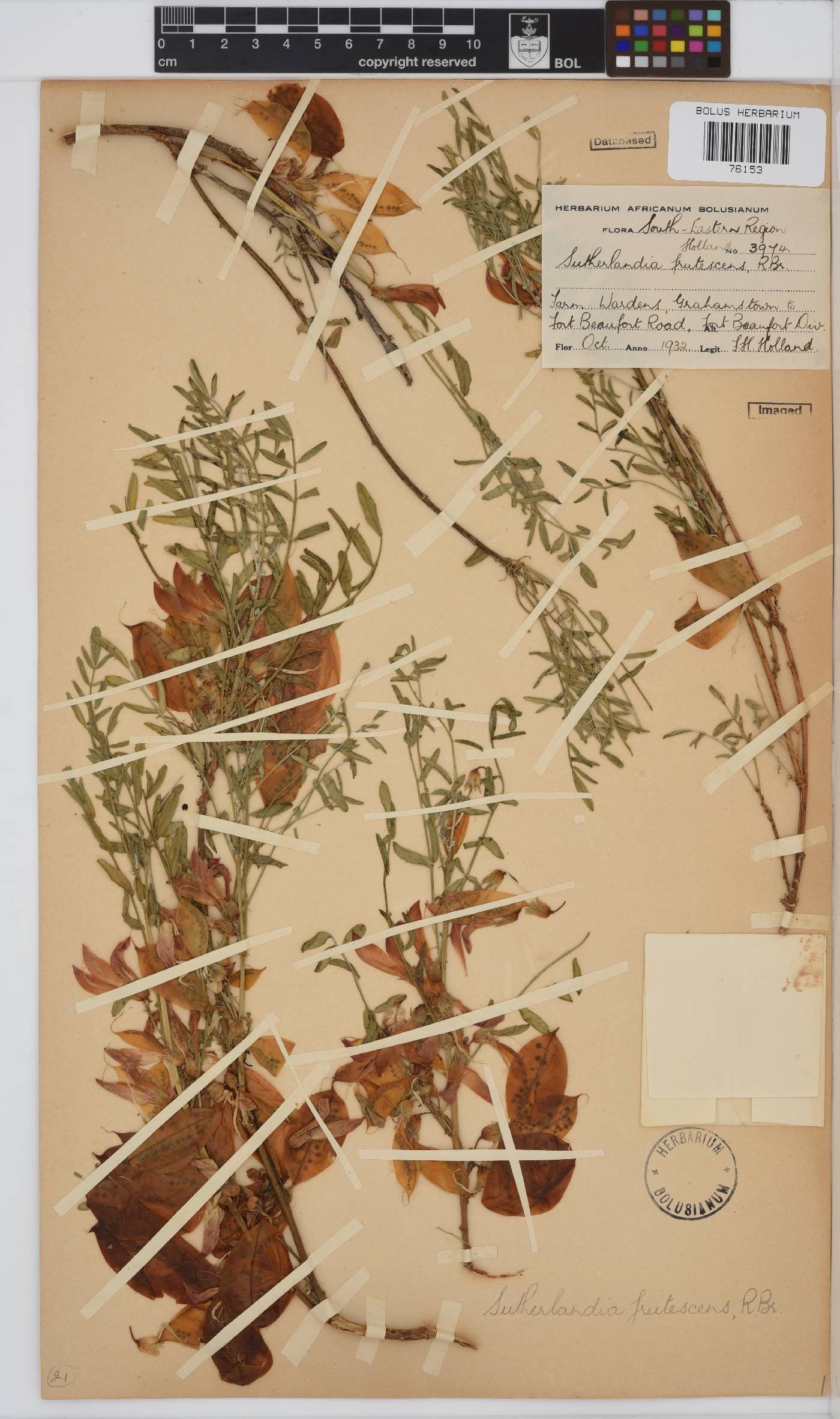 Lessertia frutescens subsp. frutescens image