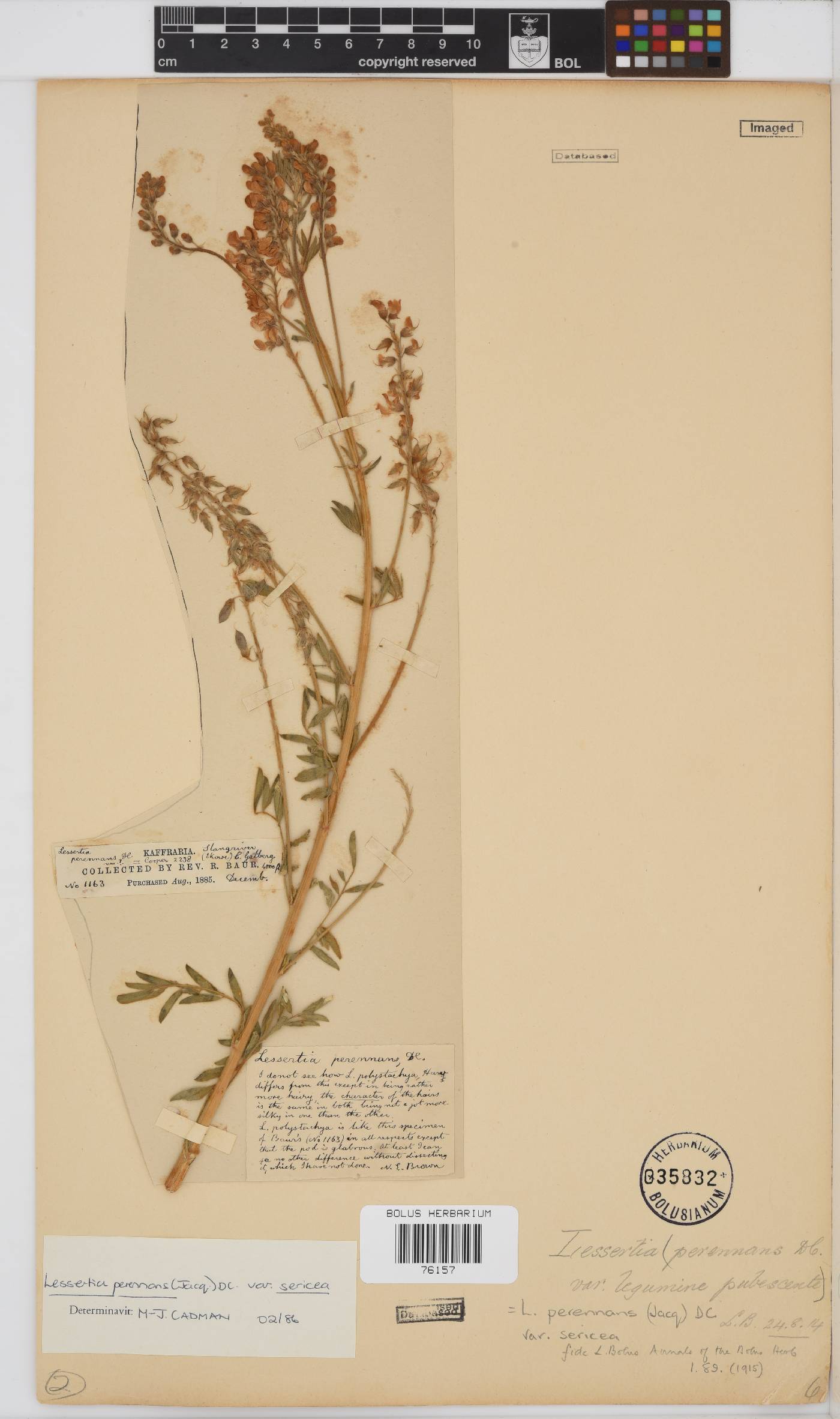 Lessertia perennans image